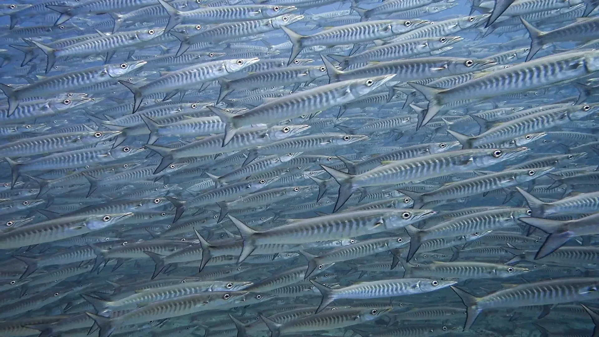 barracuda.webp