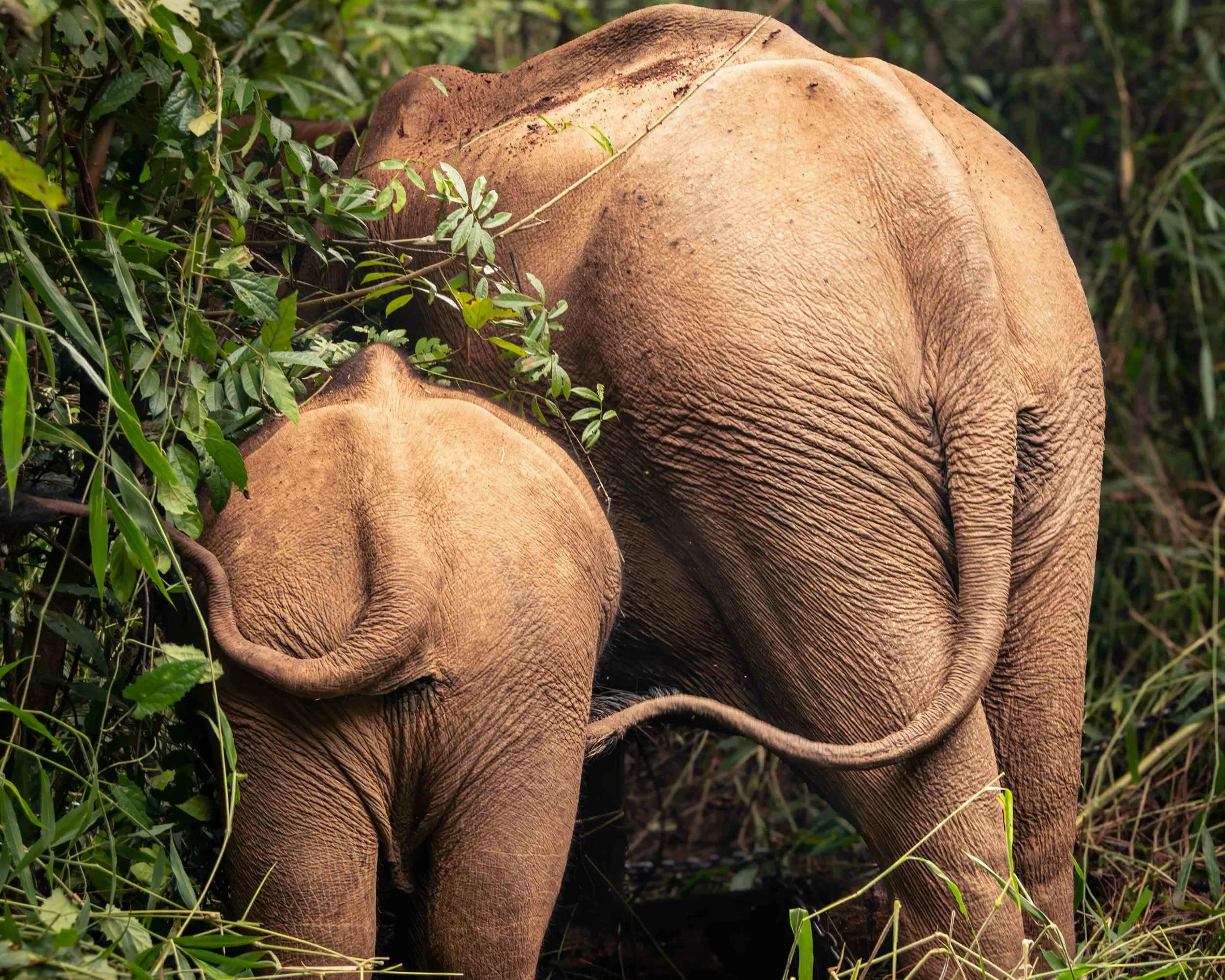 Cute Bottoms-Enhanced-NR.webp