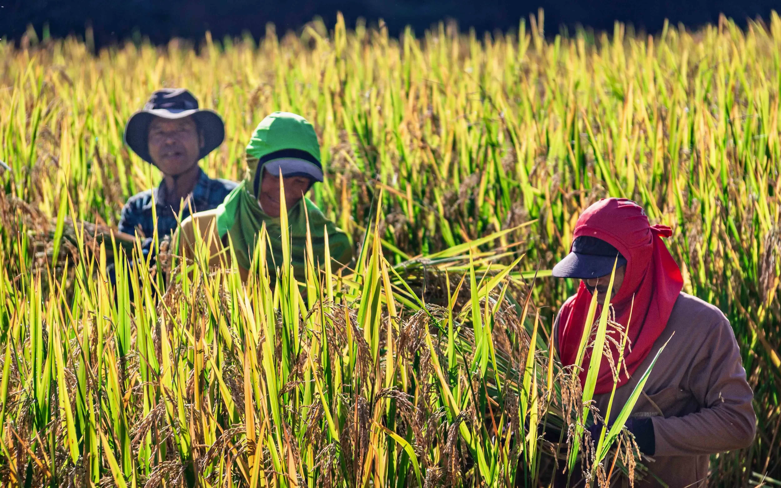 Karen Hill Tribe villagers  harvesting rice in the sweltering sun, Huay Pakkoot, Northern Thailand.