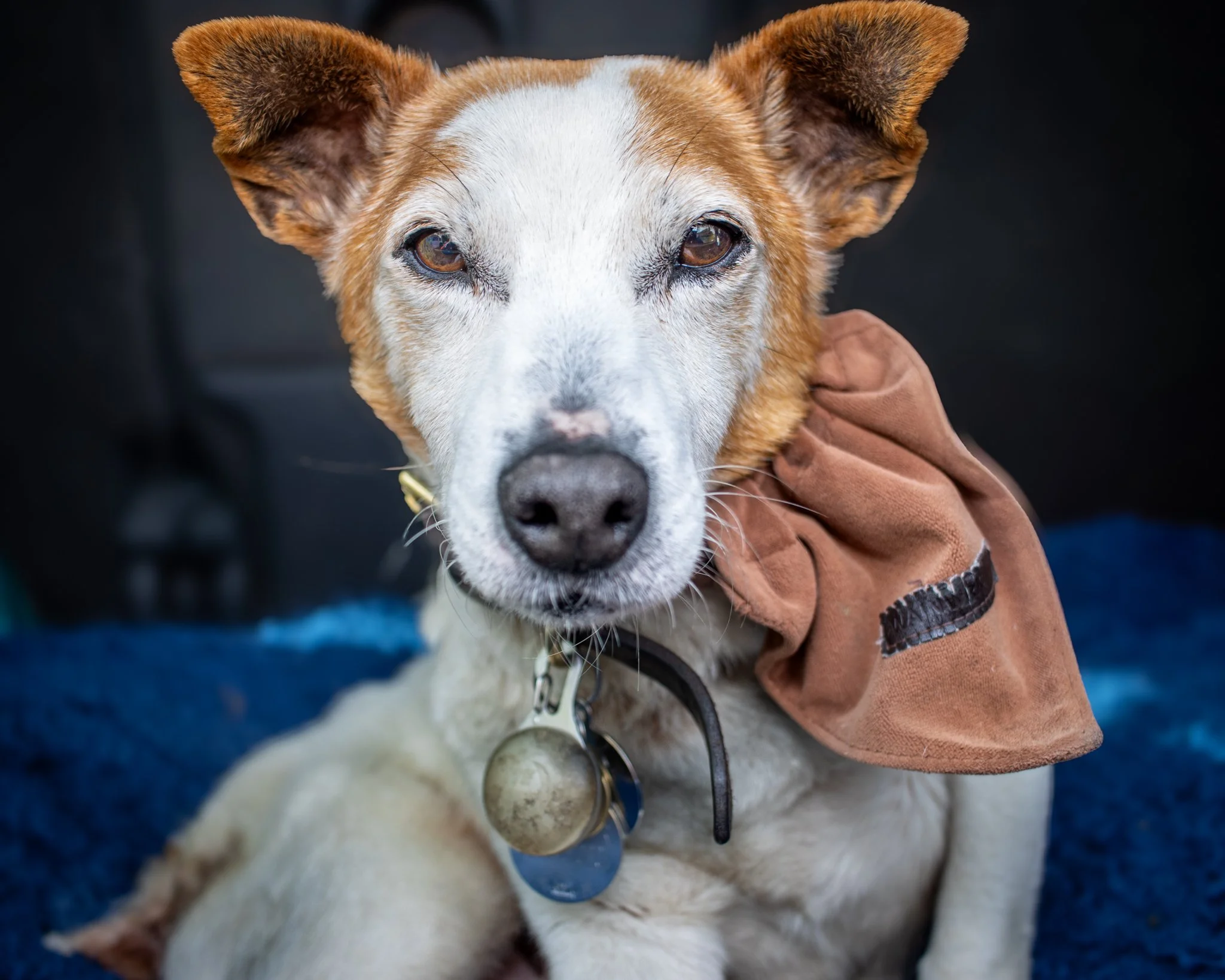 Close-up of a dog with brown and white fur, wearing a brown jacket, sitting on the ground.