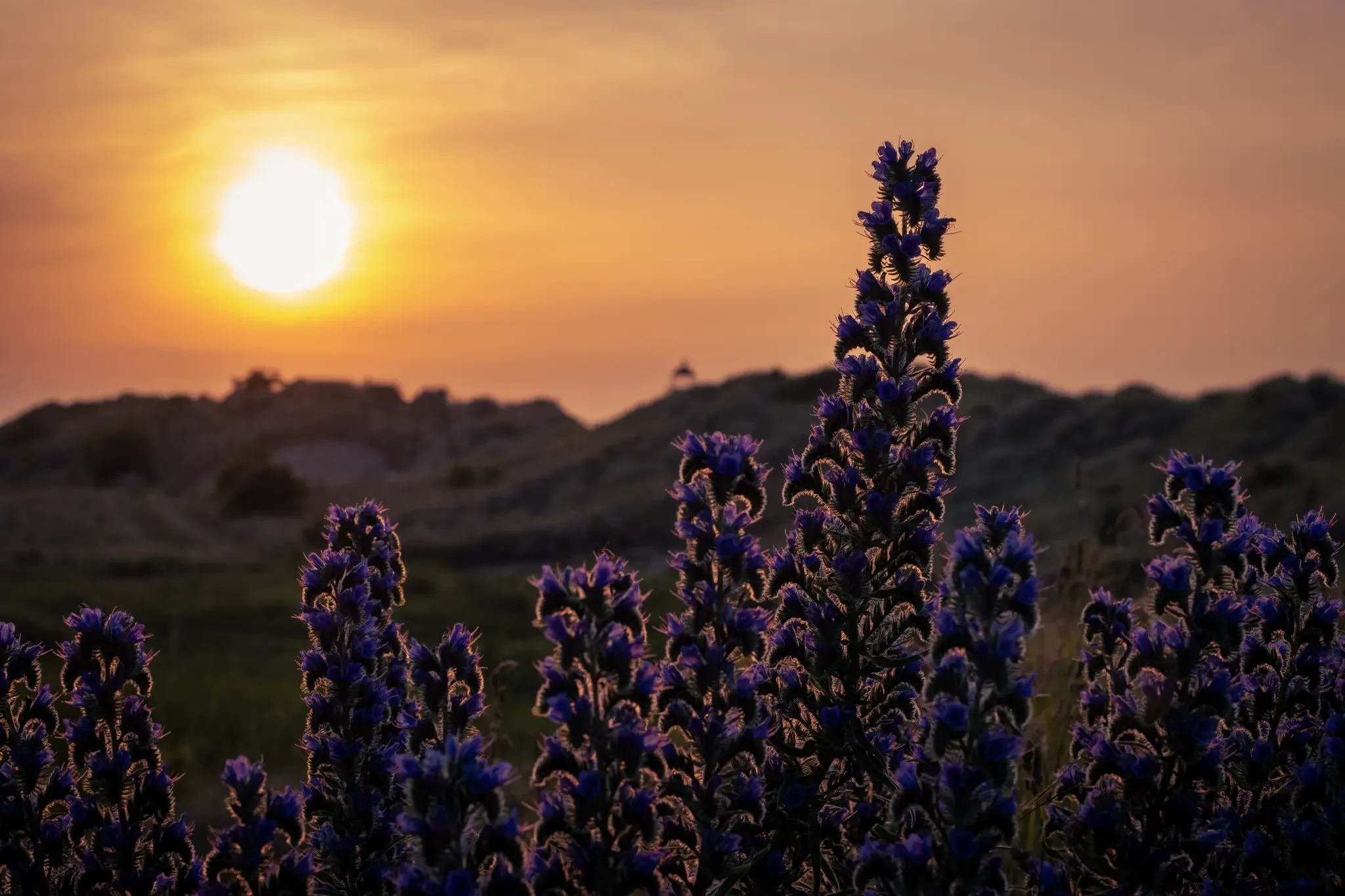 north wales landscape photographer- talacre sunset with purple flowers in foreground and dunes in background.webp