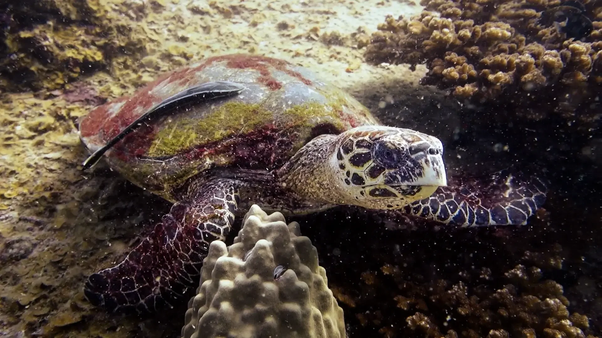 turtle.webp