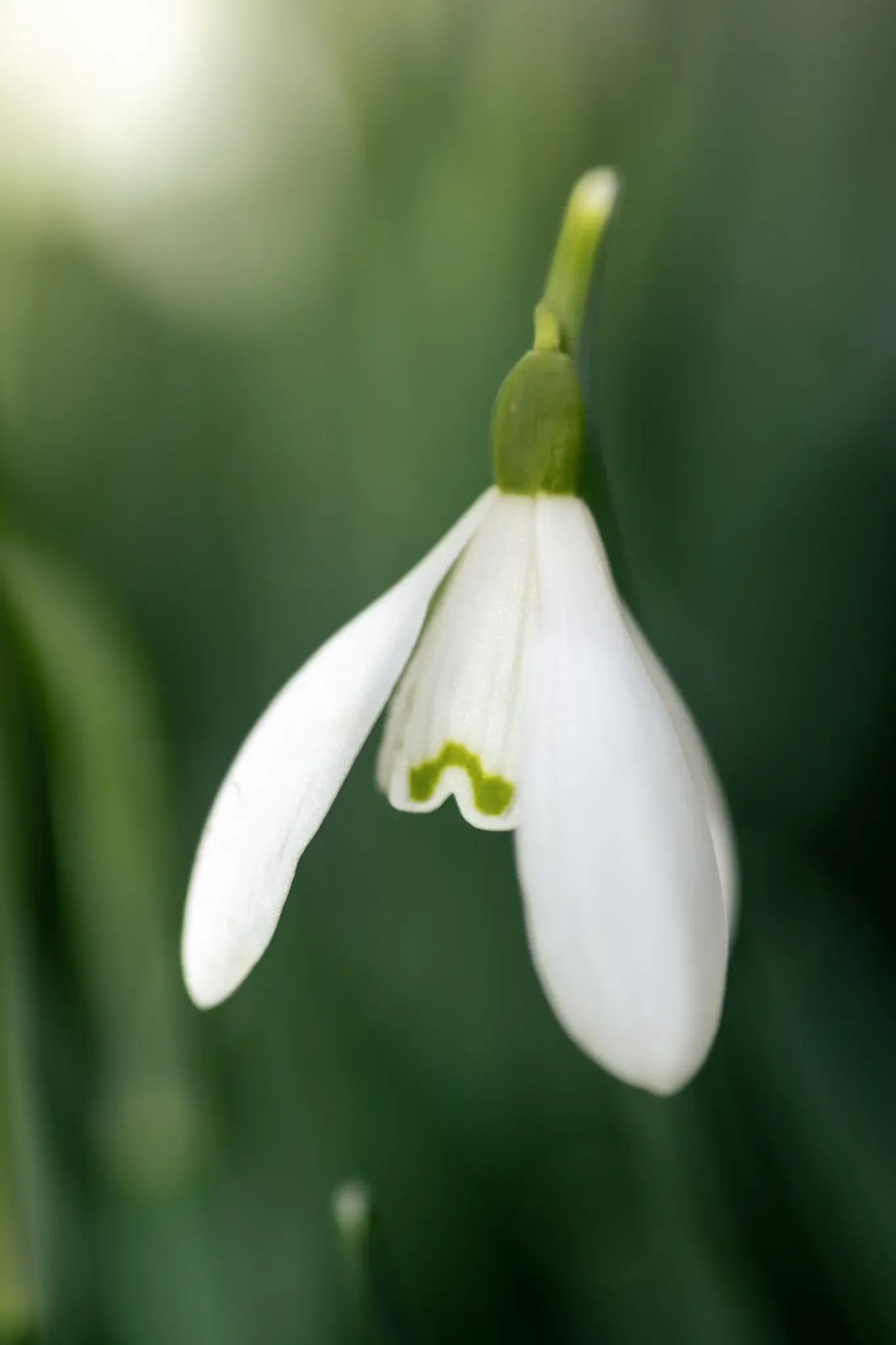 A snowdrop illuminated by golden hour light