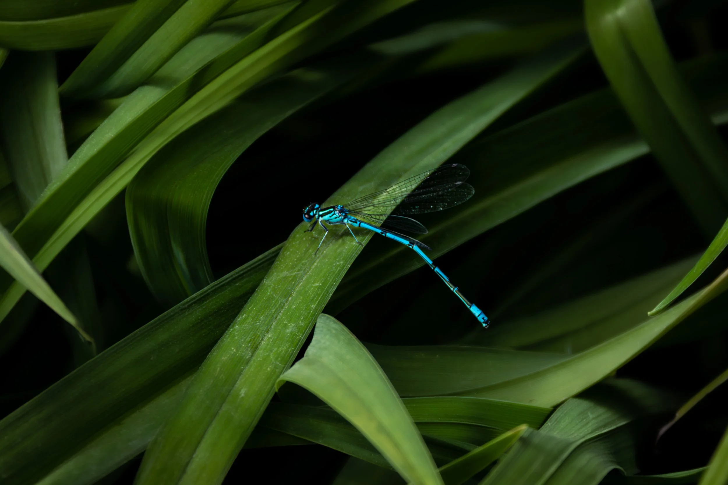Damselfly-Enhanced-NR.jpg