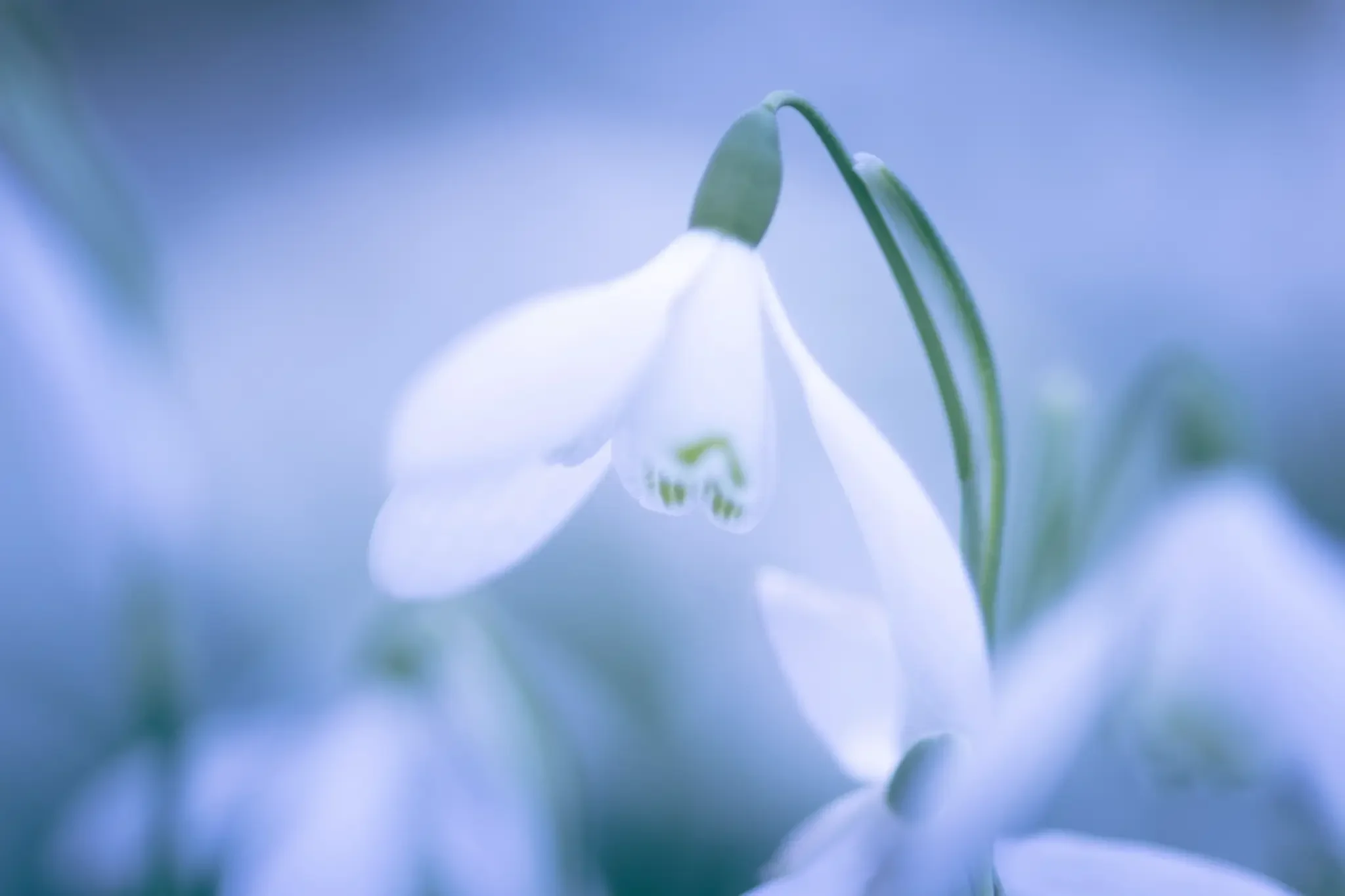 A single snow drop reaches above the rest of on the forest floor.