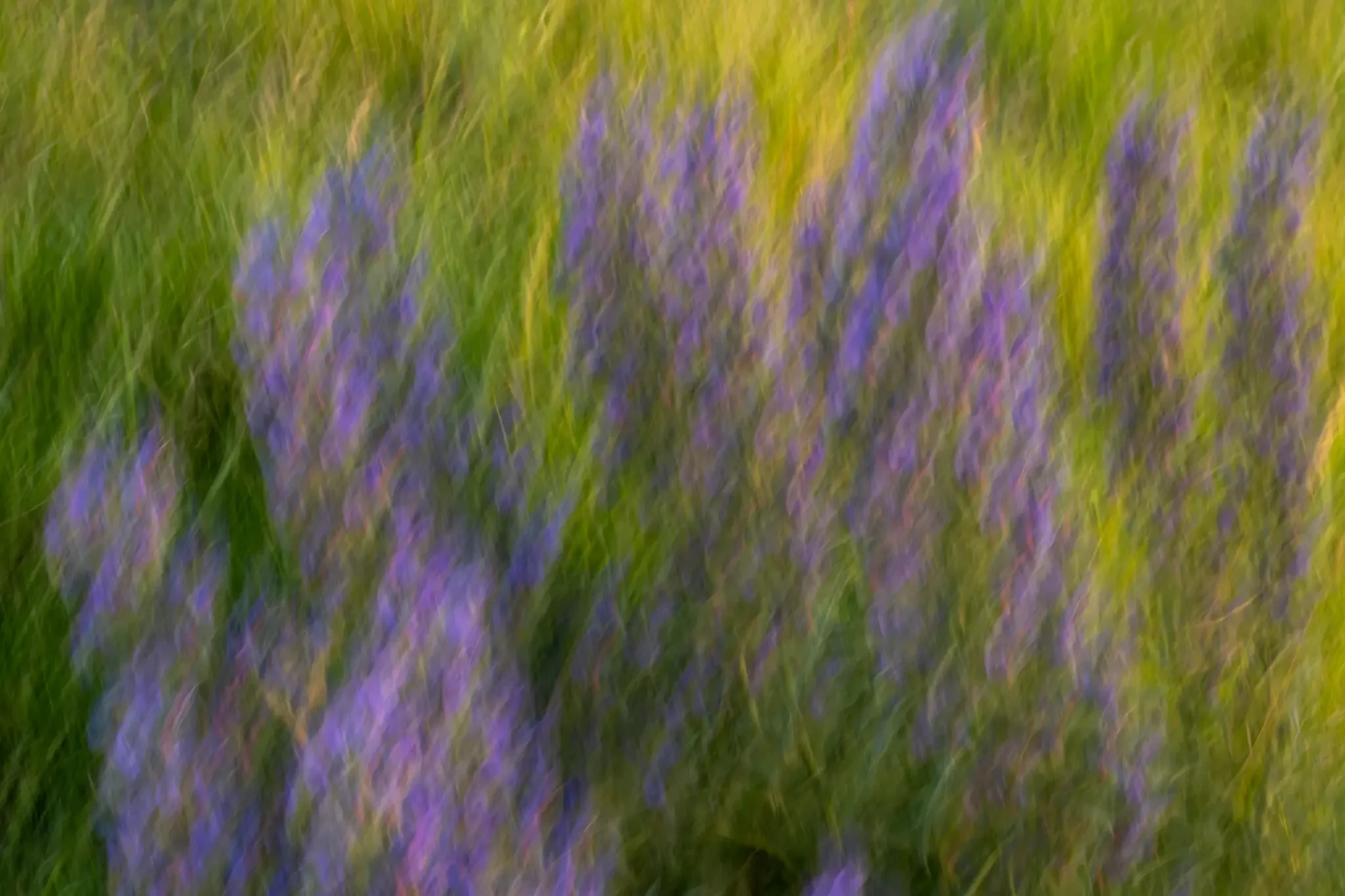 purple flowers on the sand dunes at Talacre beach bathe in the golden light on sunset.