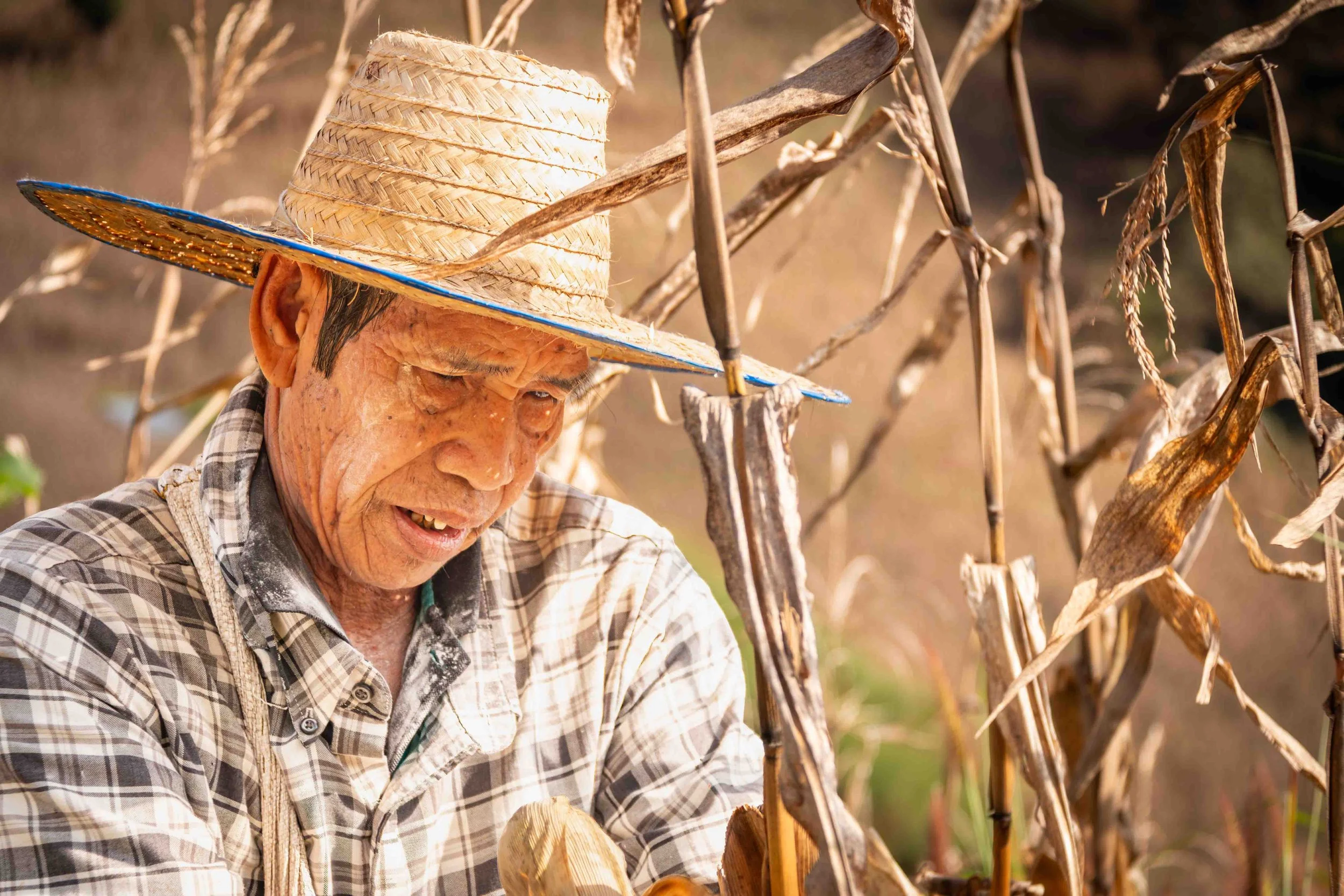 A Karen Hill Tribe villager farms corn in Northern Chiang Mai Province, Thailand.