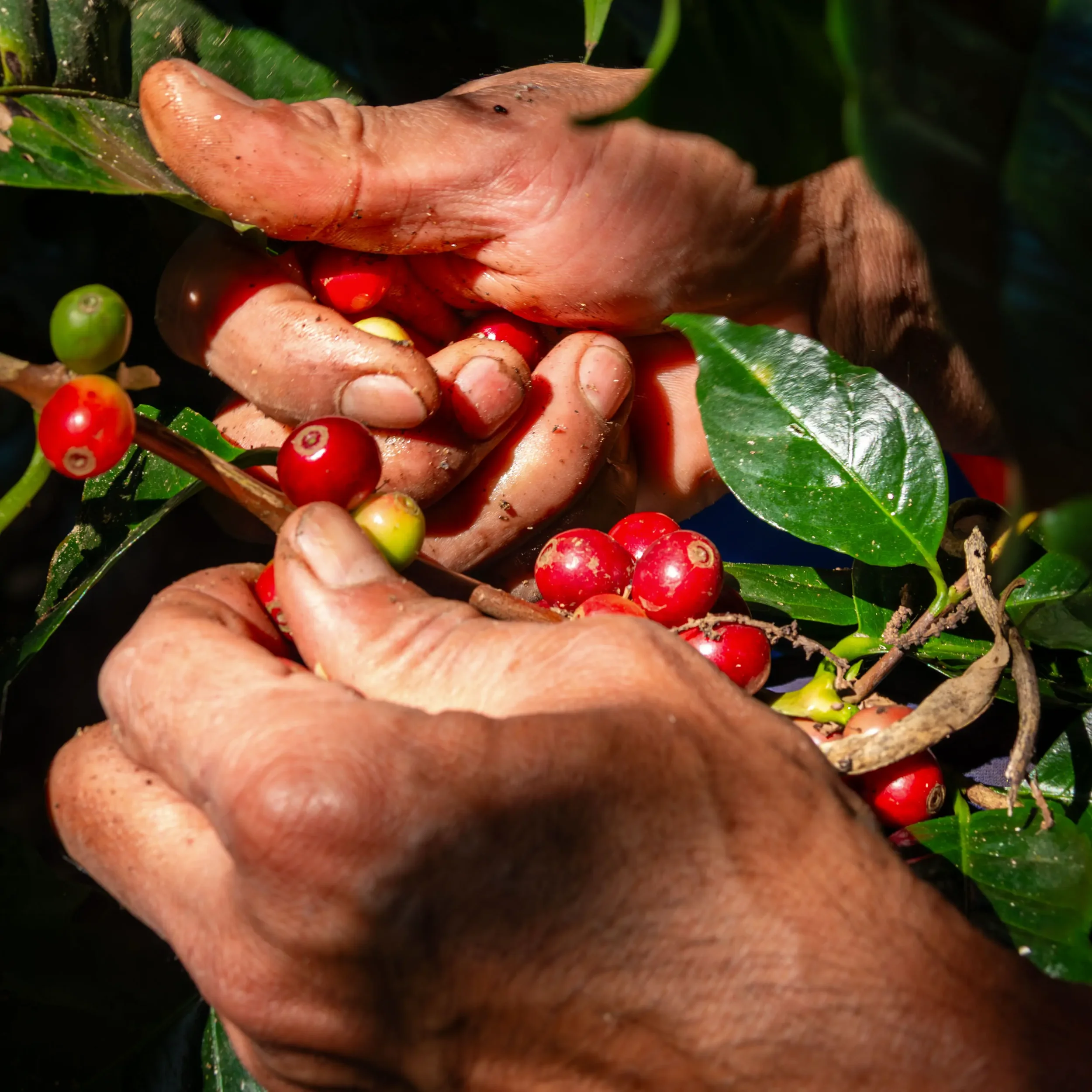 Root, of Root's Coffee, Huay Pakkoot, hand harvests organic coffee berries, which are distributed globally.