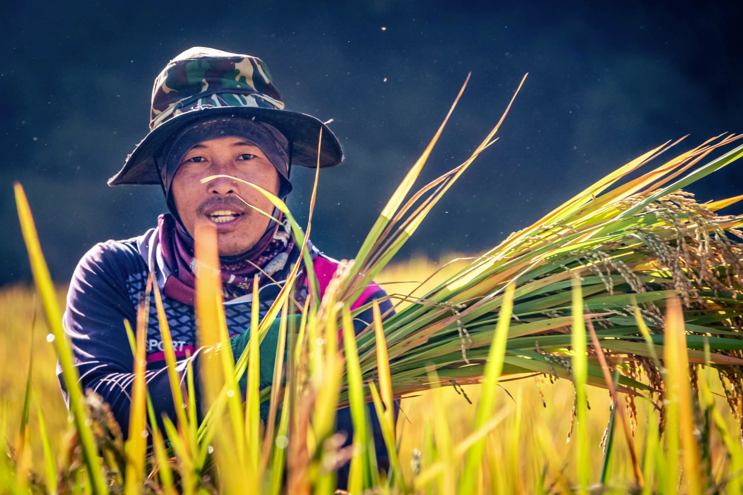 A Karen Hill Tribe villager looks up from harvesting rice in the sweltering sun, Huay Pakkoot, Northern Thailand.