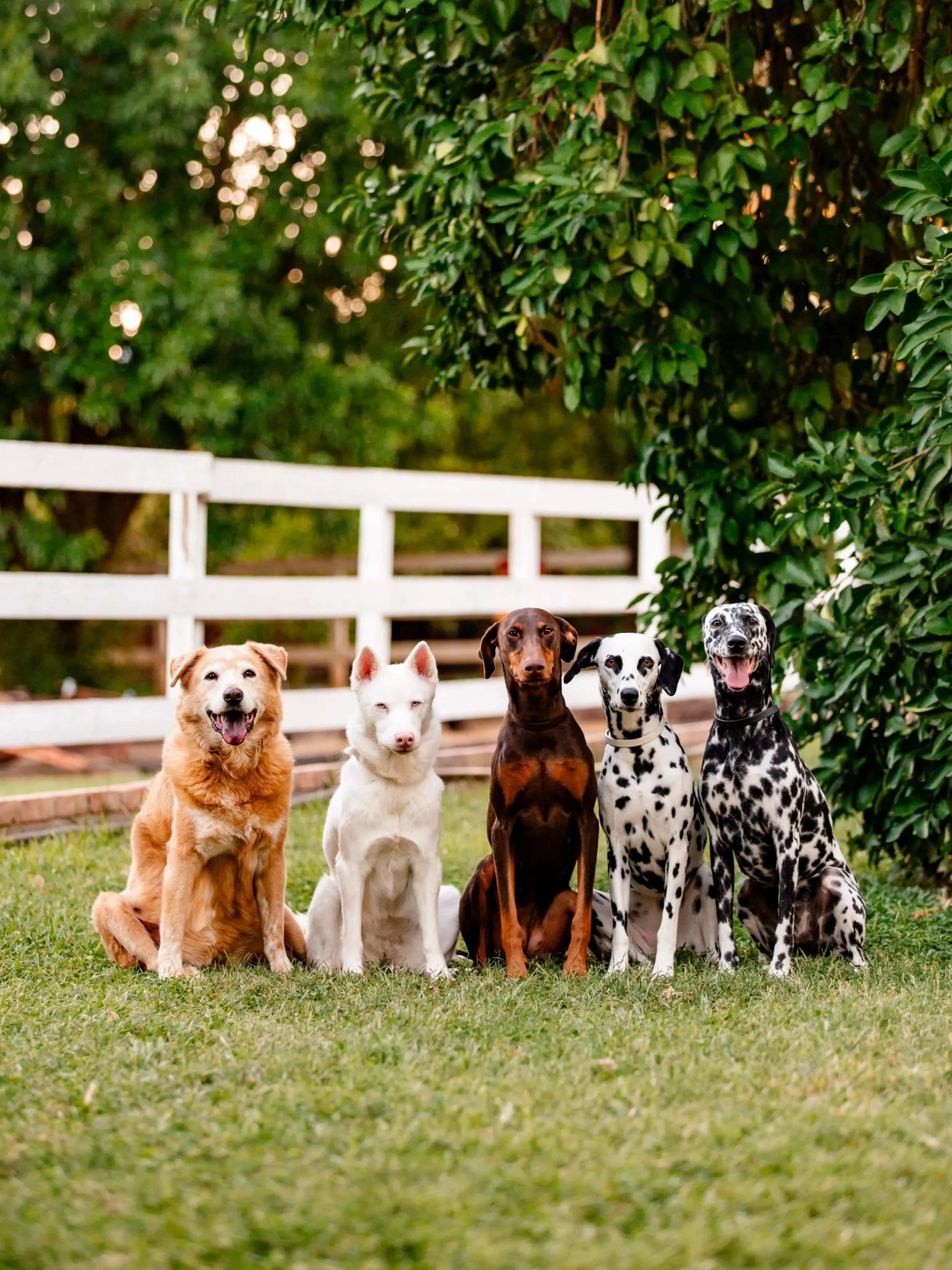 5 dogs sitting in front of white picket fence and trees