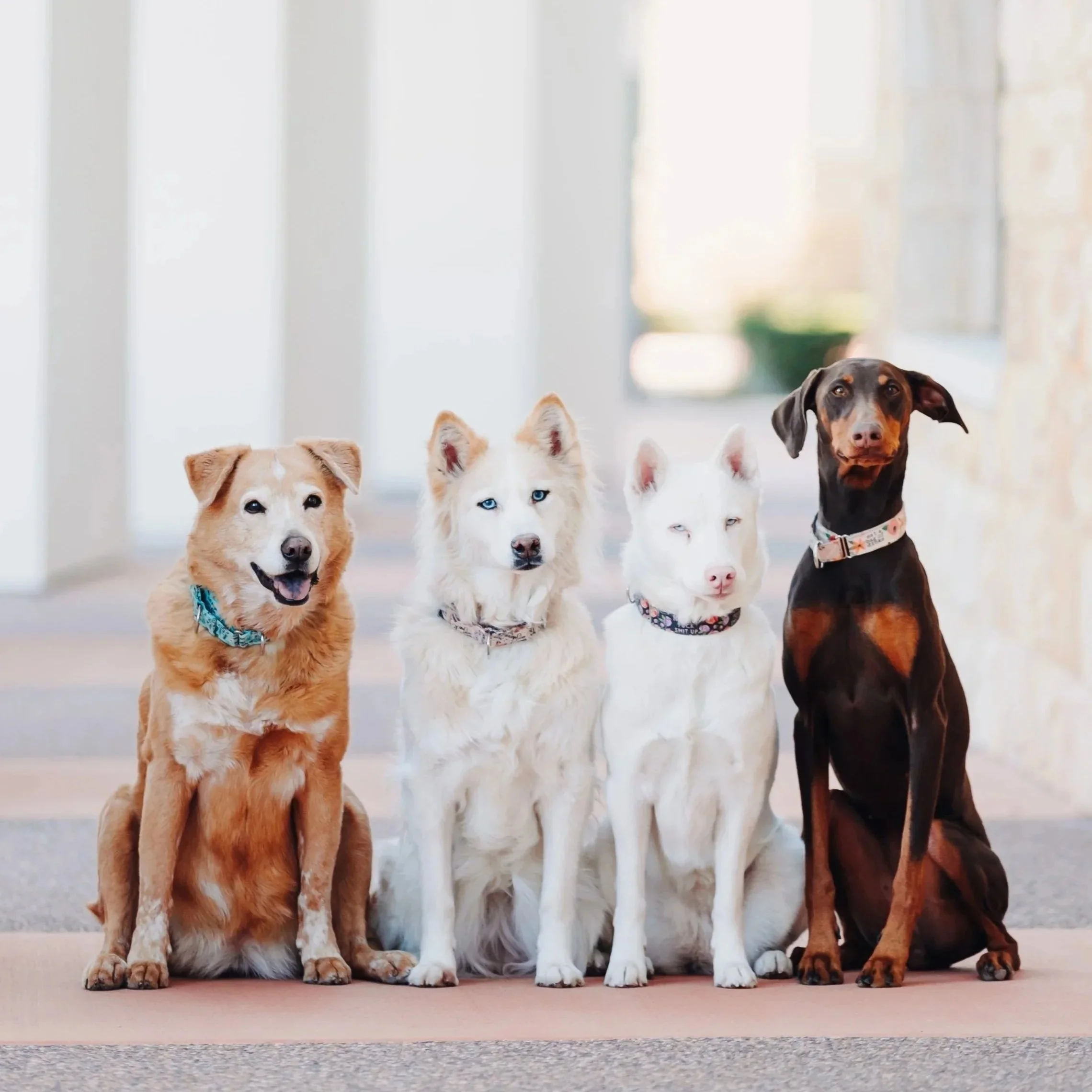 4 dogs sitting together in between white columns and building