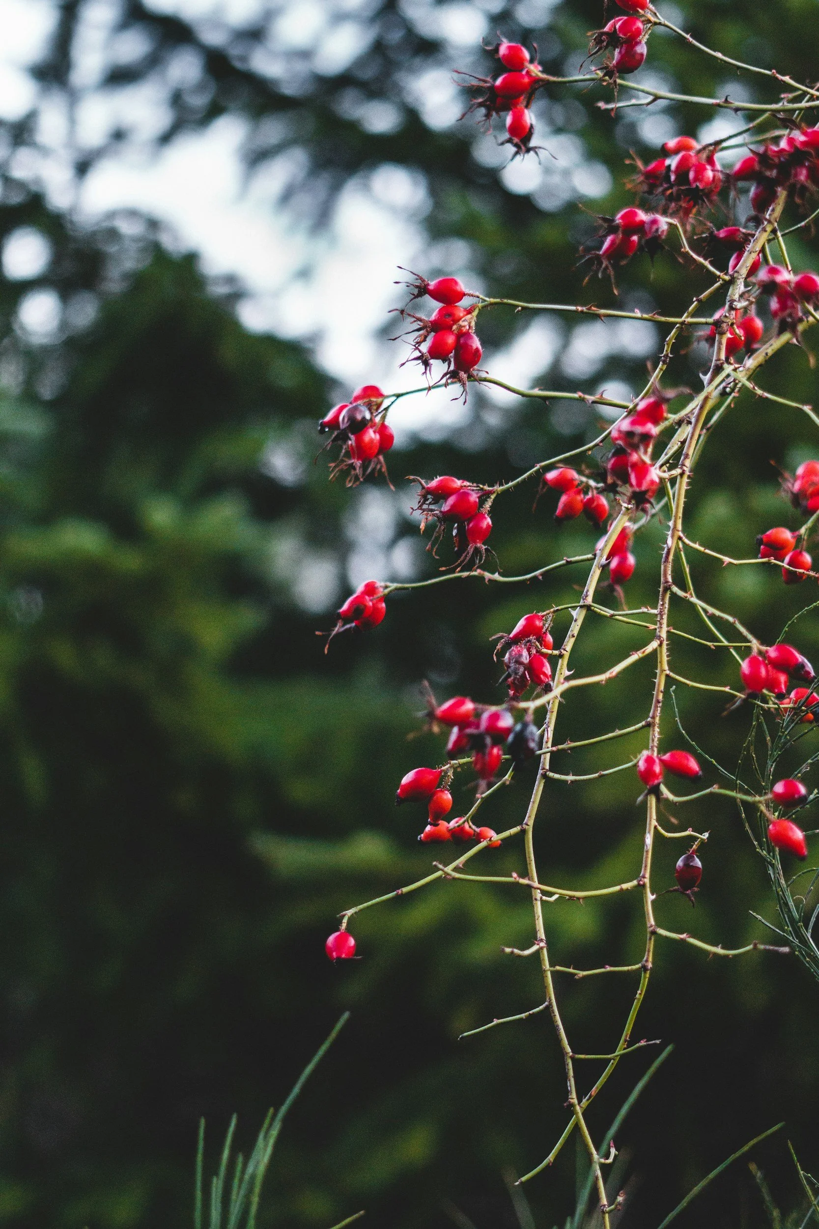 Close-up of rose hips on branches against a blurred green background.