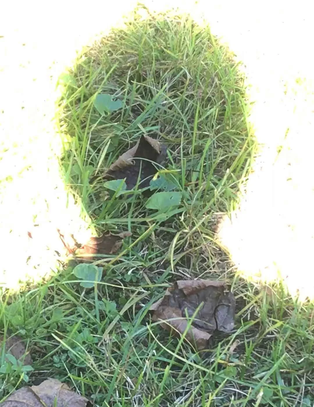 Conceptual self-portrait work "Stand Still" by artist Le Xi奚乐, captured with a mobile phone lens, exploring the fusion of motion and stillness, self-healing, and the mystery of existence.