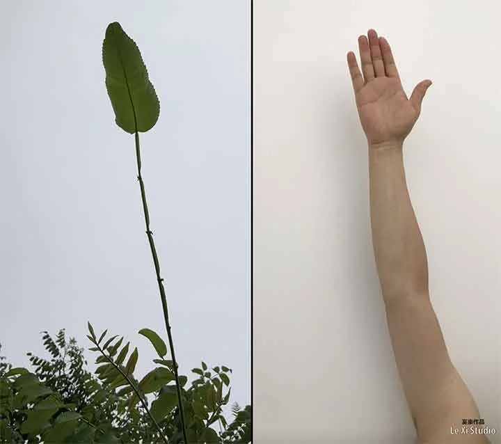 In Sync, video, 01:03(Loop), dimensions variable, 2023