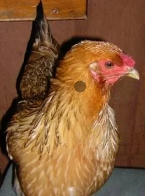 Goldie (aka Agent LeBuck)