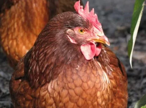 Von Dutchess Del Cluck