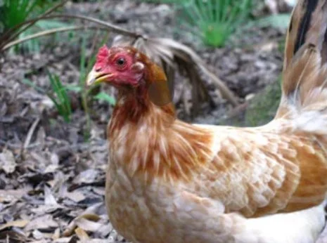 Kendra, Warrior Chicken of the Outland