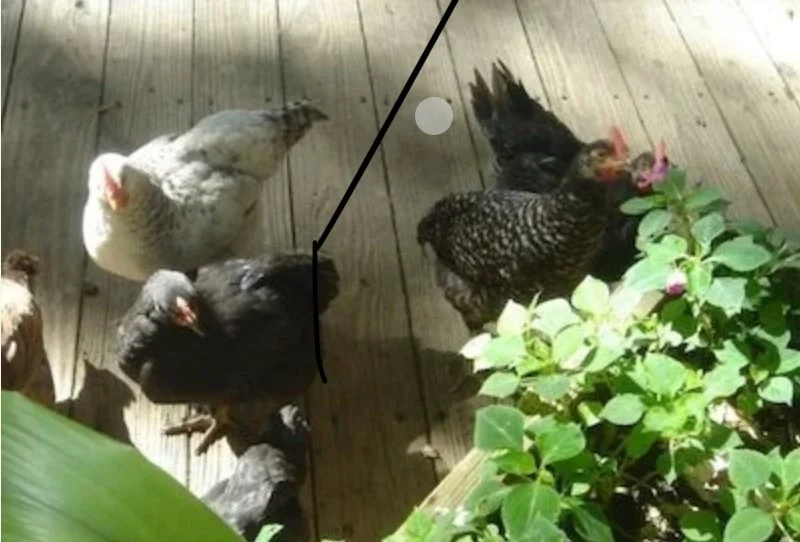 Luna Gurdy, Crackle, Johnny-Sue, Delilah, Archimedes, Stevie-Nix