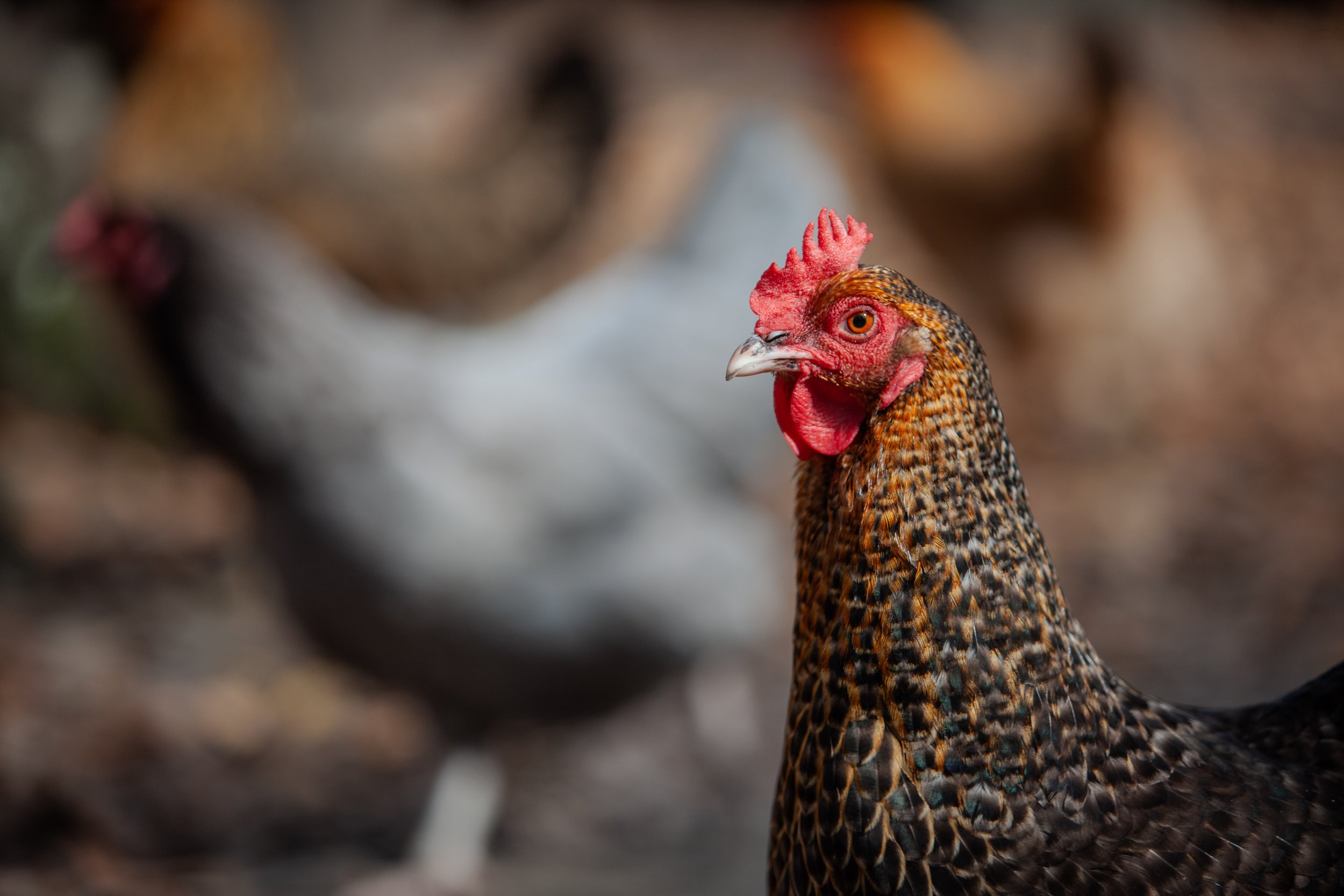 Russell the Skittish Explorer