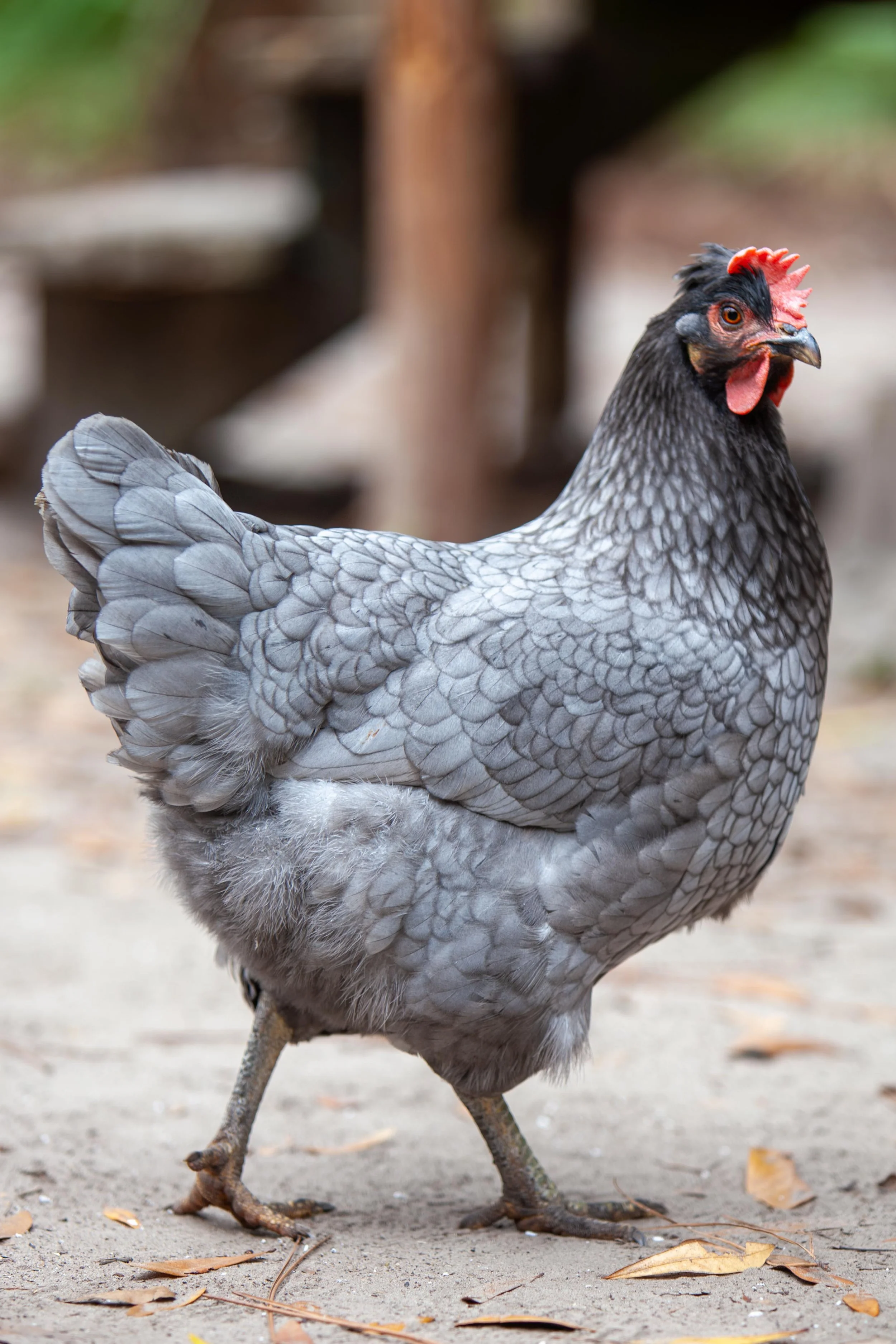 Elain of the Prythian Fae