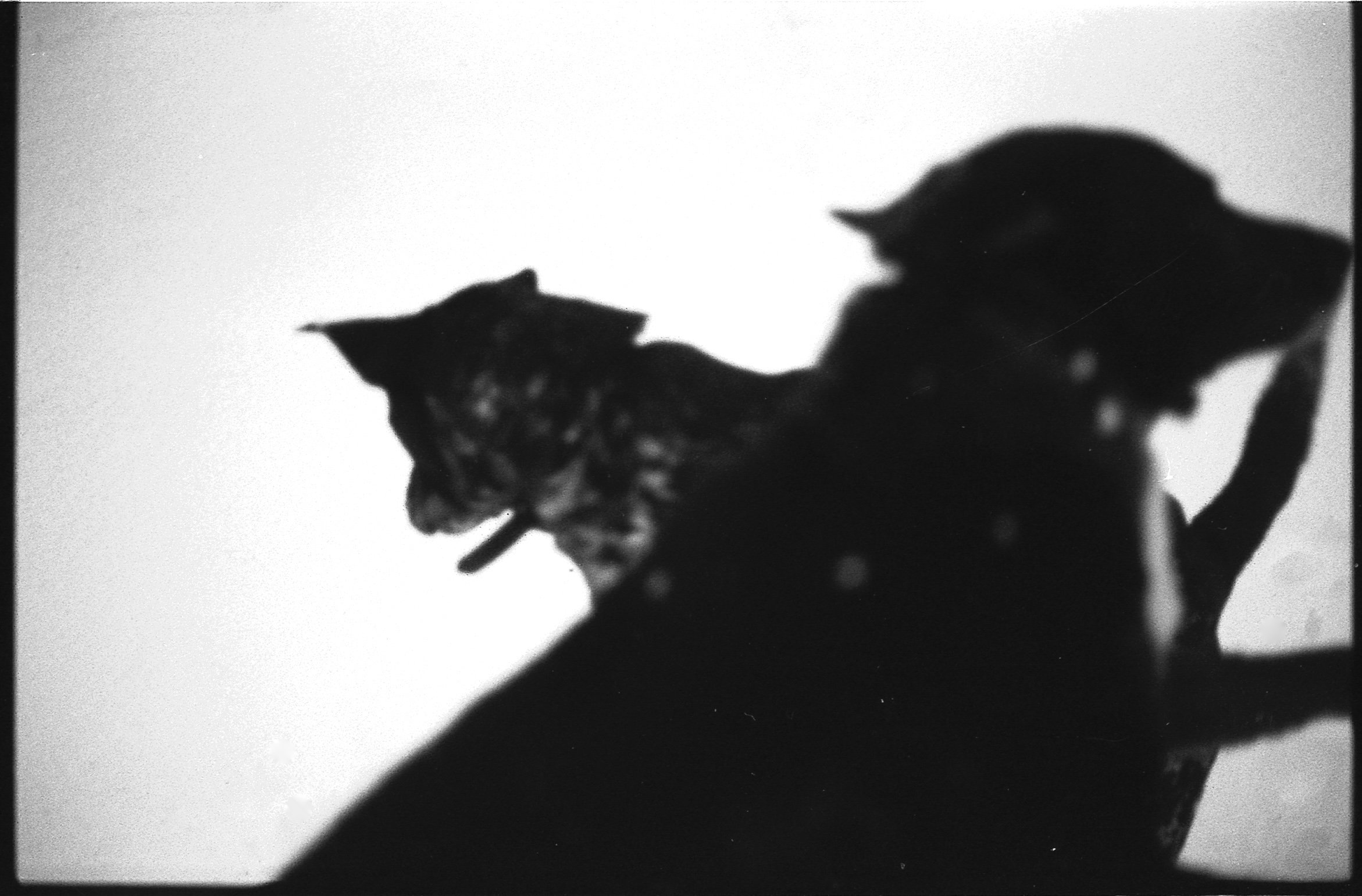 Viva010.jpg
