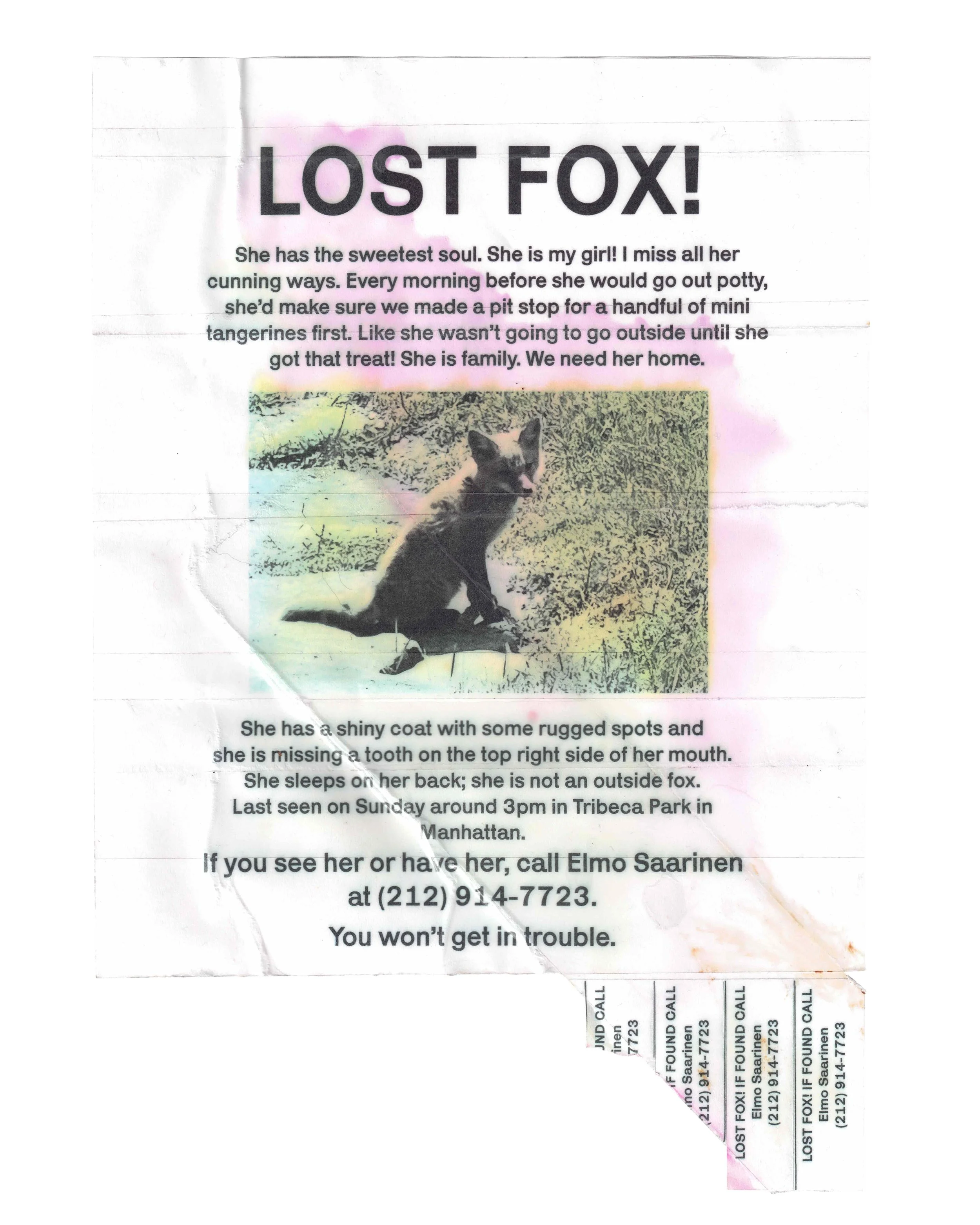 lost fox.jpg