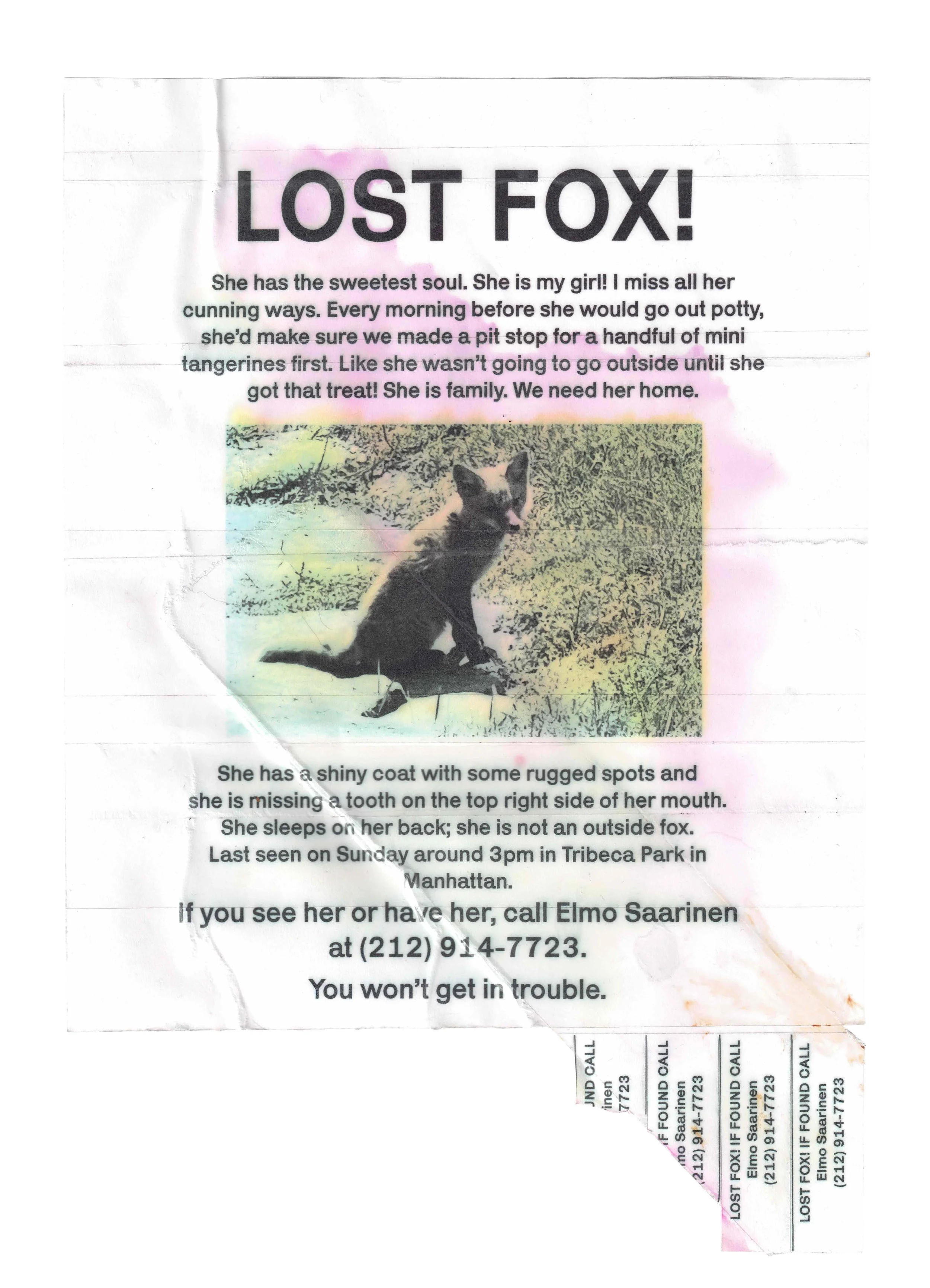 lost fox.jpg