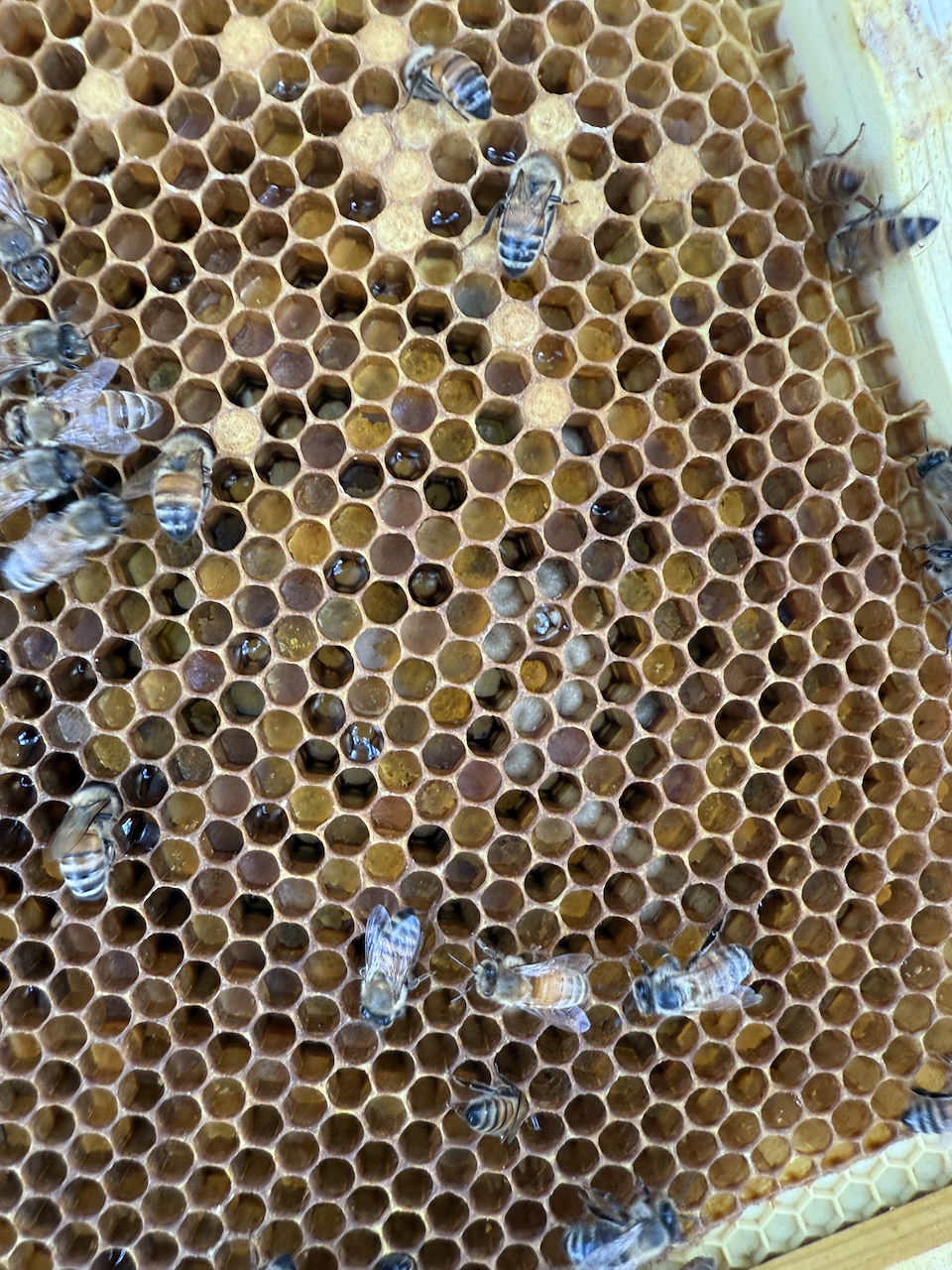 Hive Inspection: Signs of a Healthy, Productive Colony