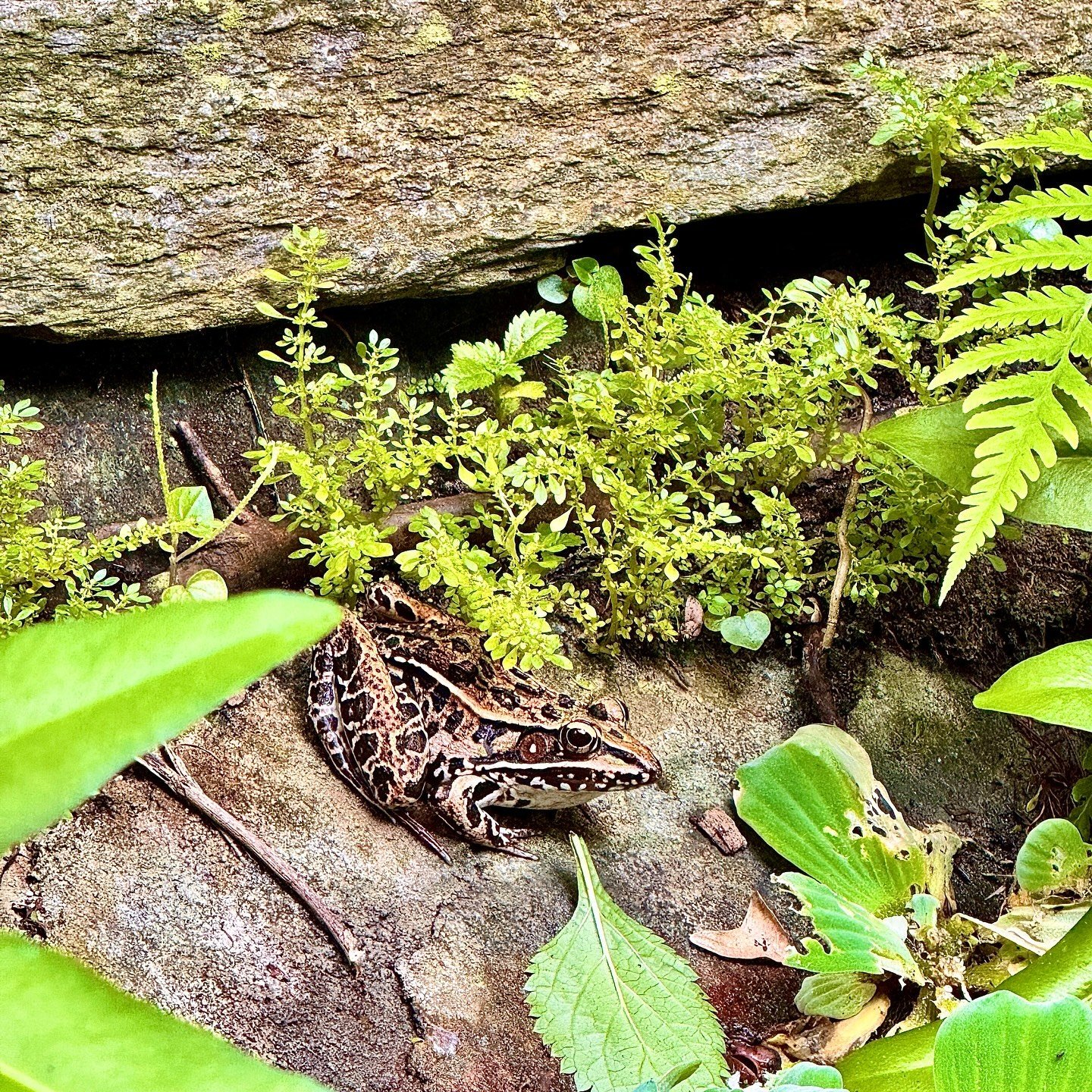 Hello from the garden🐸