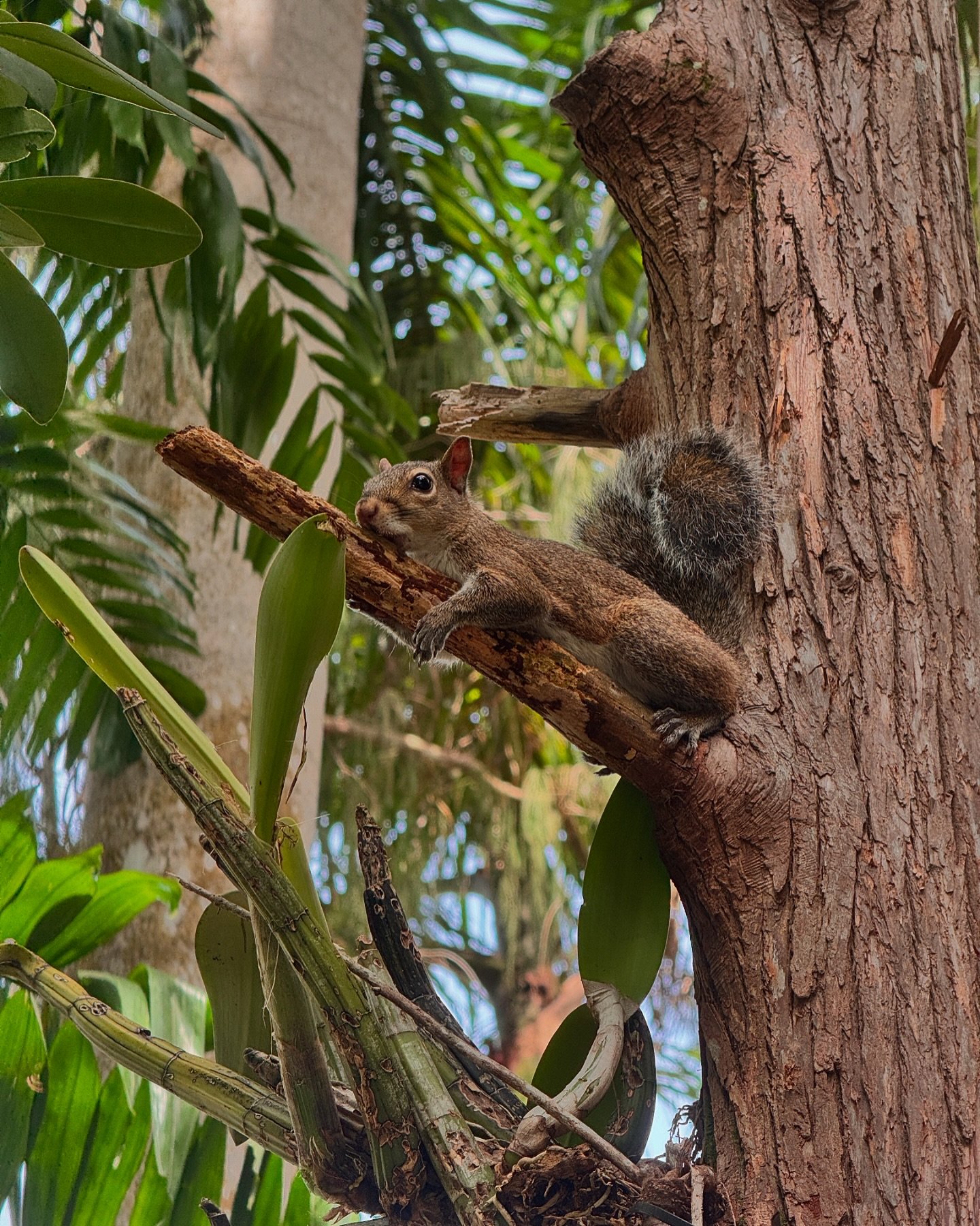 Little nutty guy 🐿️