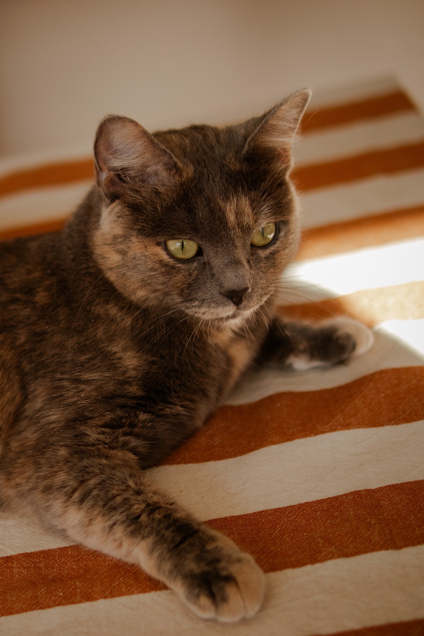 Chat tigré gris allongé sur une nappe rayée marron et blanche.