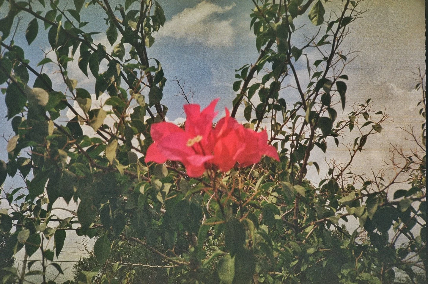 #fujifilm200 intervenido en filmsoup 🌸💫✨🧚&zwj;♀️✨💛 Revelado @panterafilmlab 🤝
