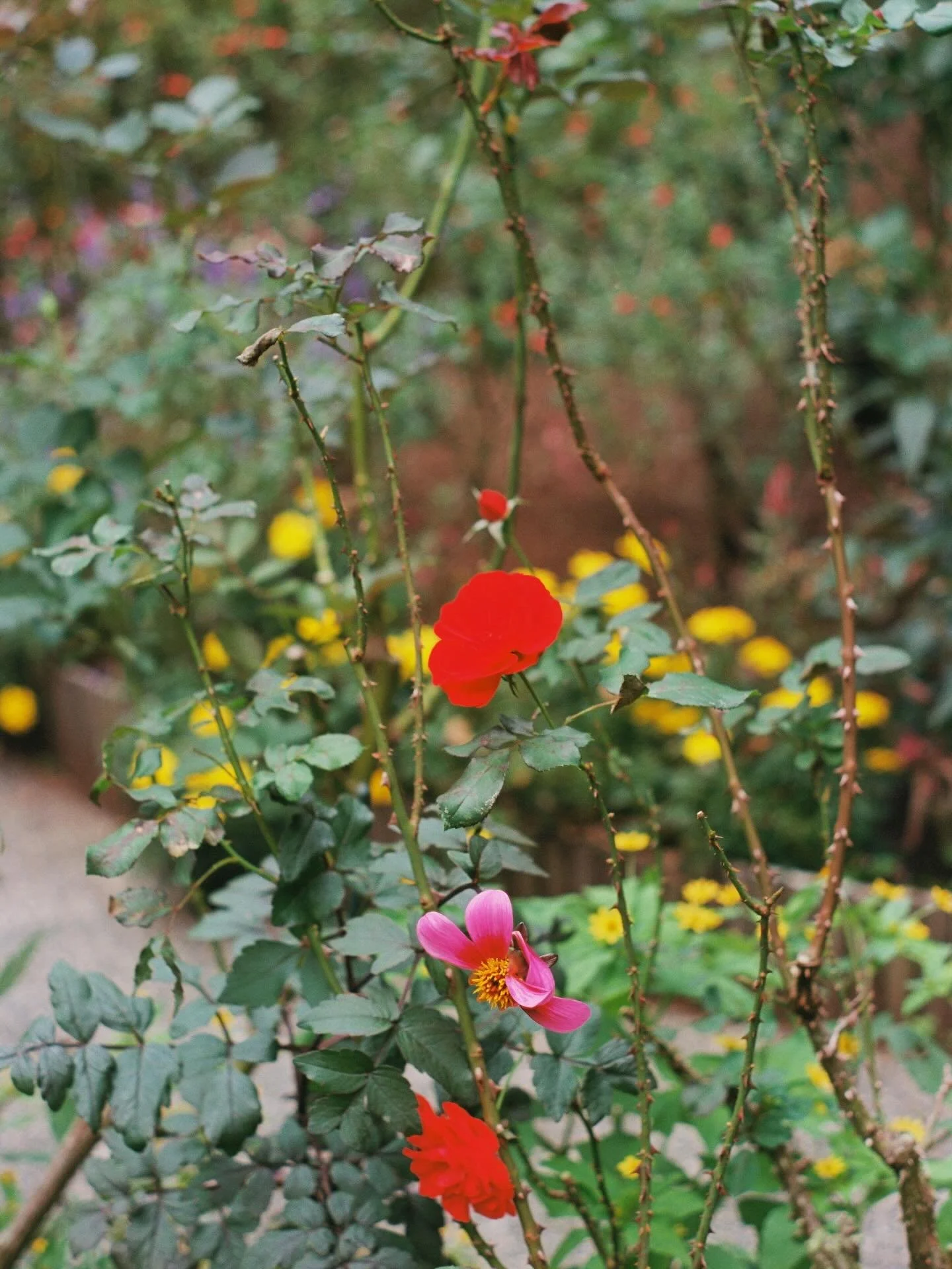 🌹🌹🌹🌹🌹🌹🌹 🎞️