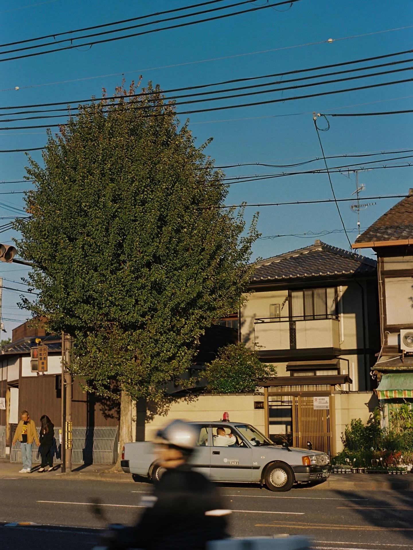 Me encanta la combinaci&oacute;n de color entre el azul del cielo y el verde de la naturaleza + golden hour ✨Portra 400 🎞️🎞️