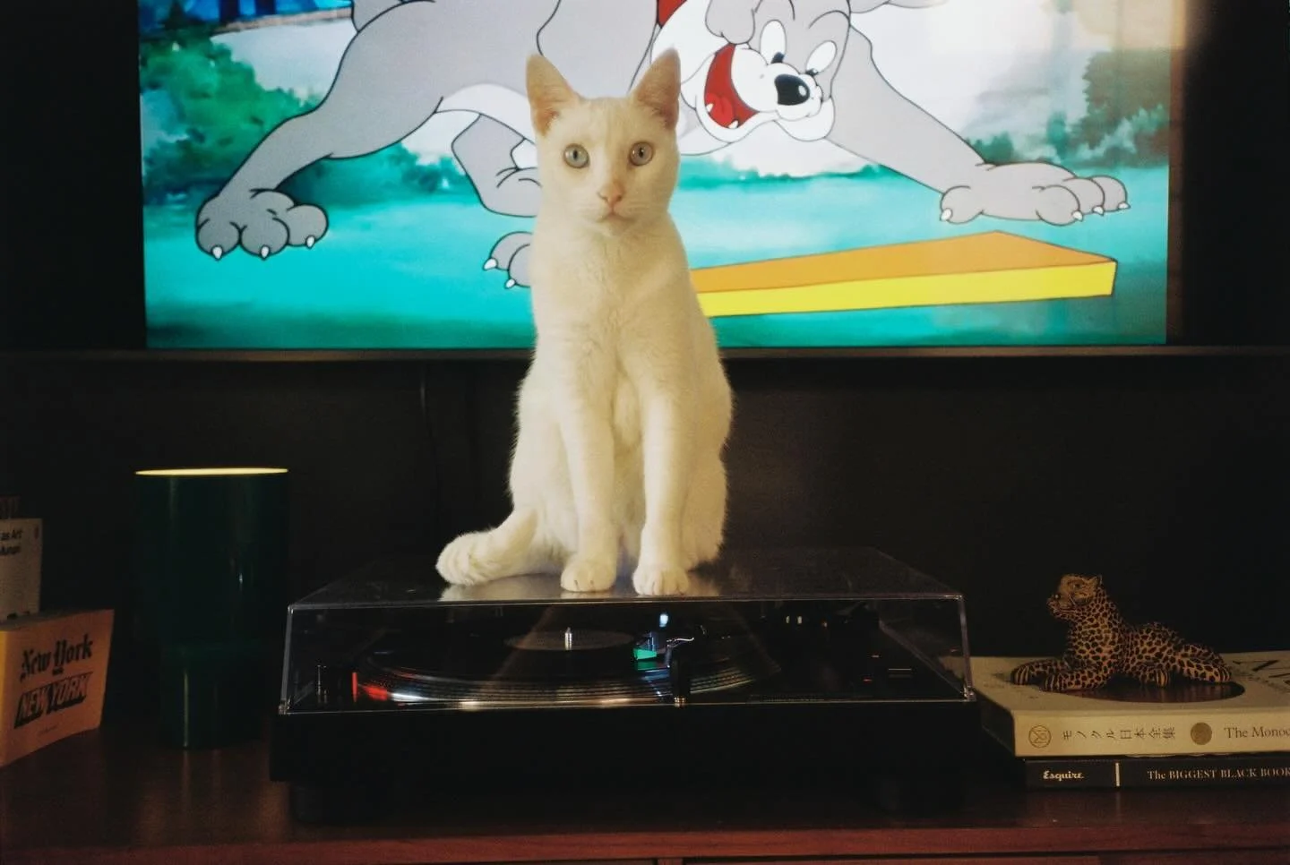 Cleito en film 🐈💛