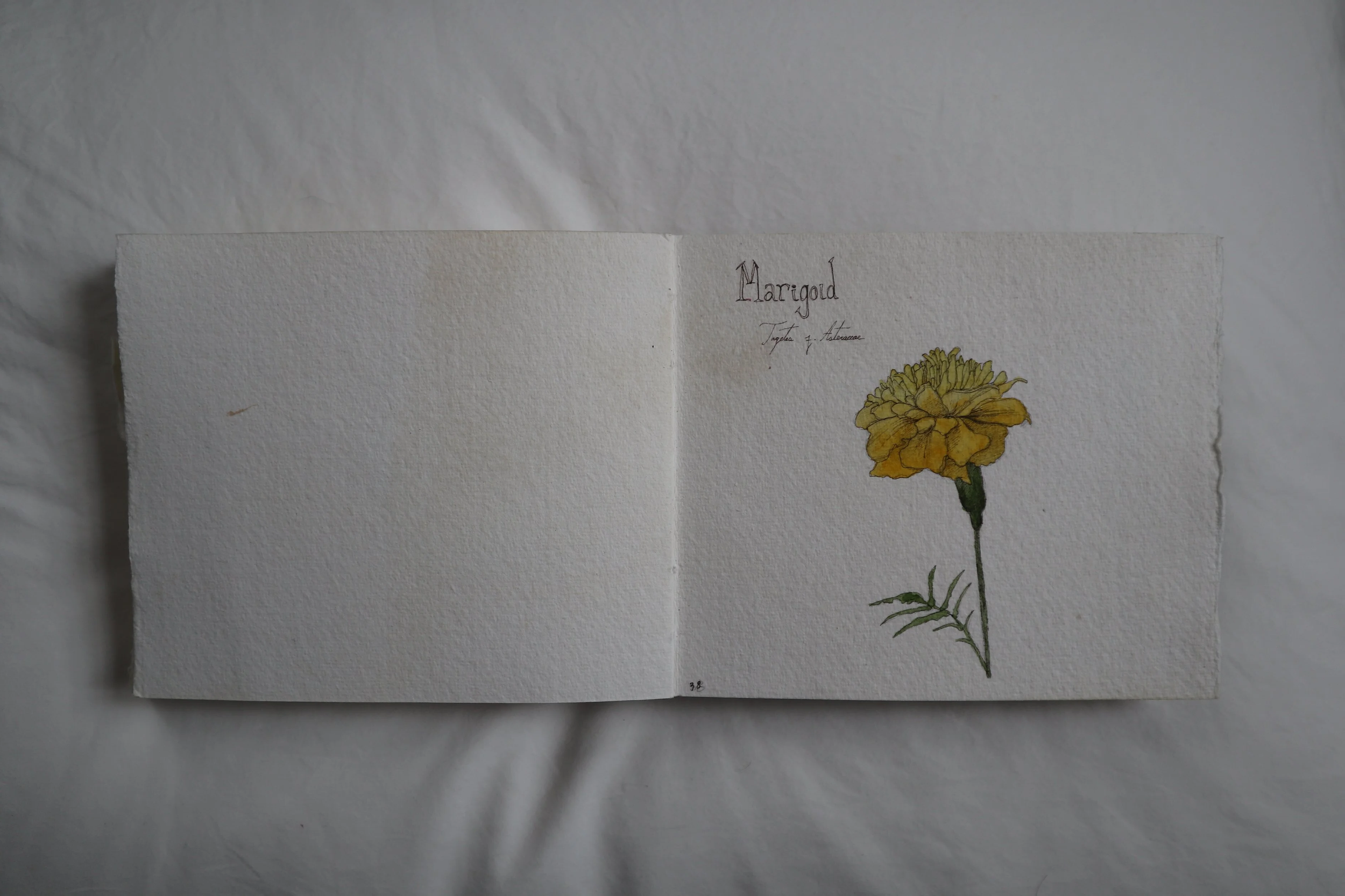 IMG_0805.png