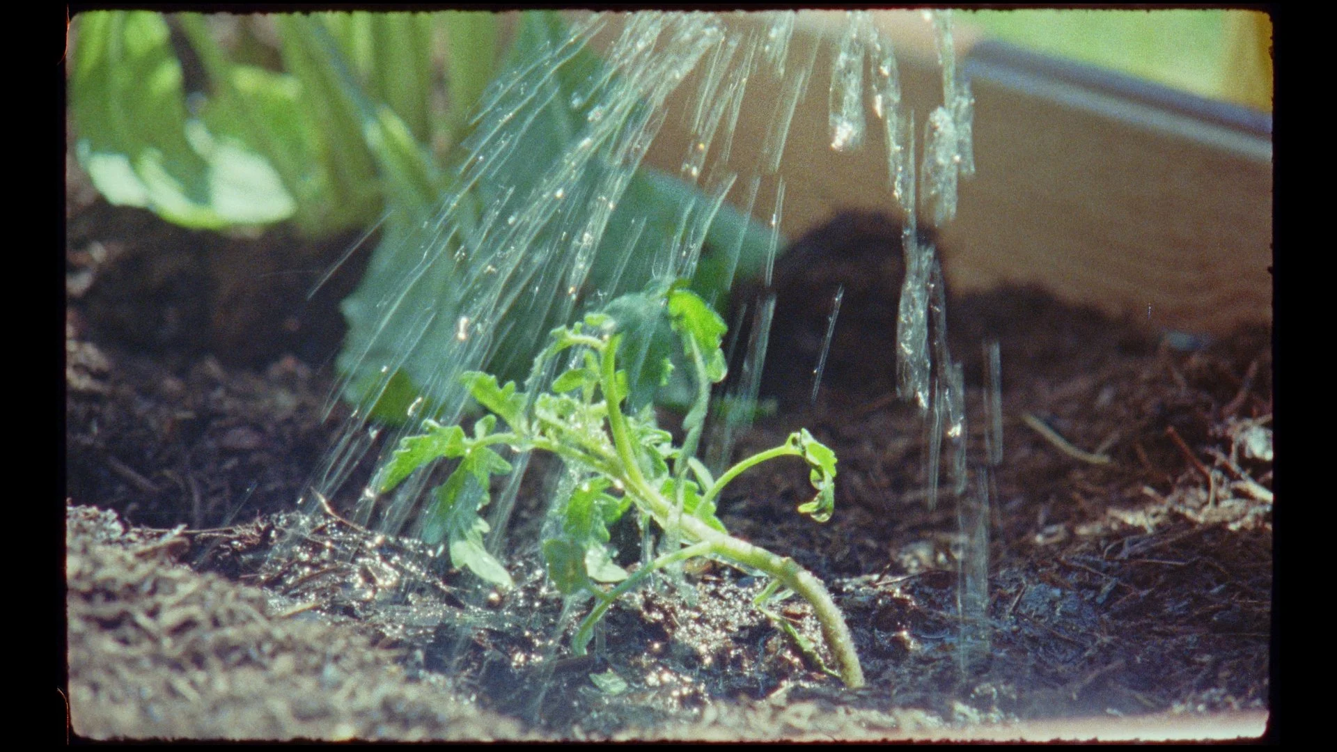 stills yellow tomatoes_1.2.5.jpg