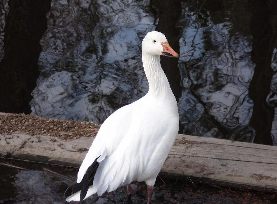 Ducks 10 - No Date.jpg