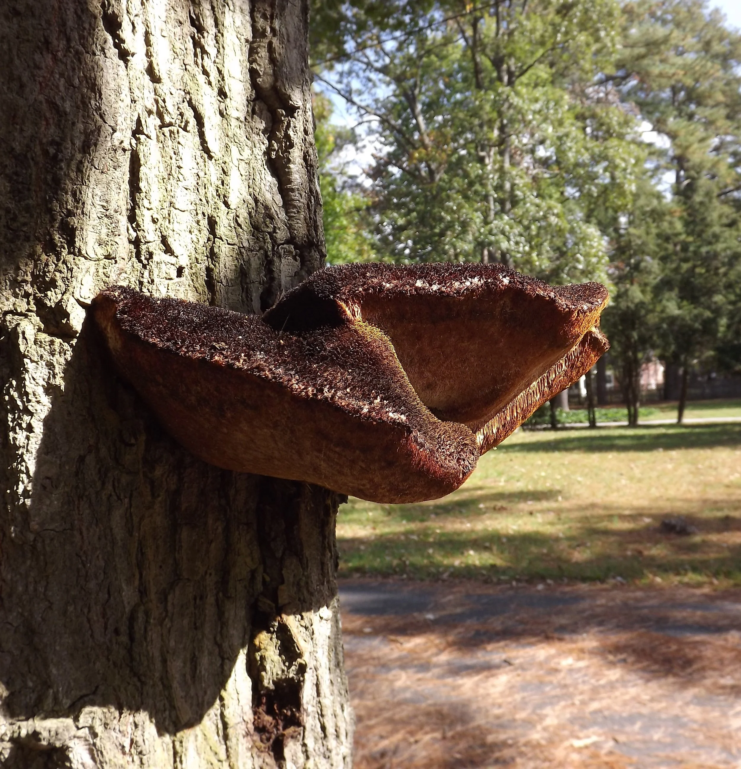 Mushroom 2 - No Date.jpg