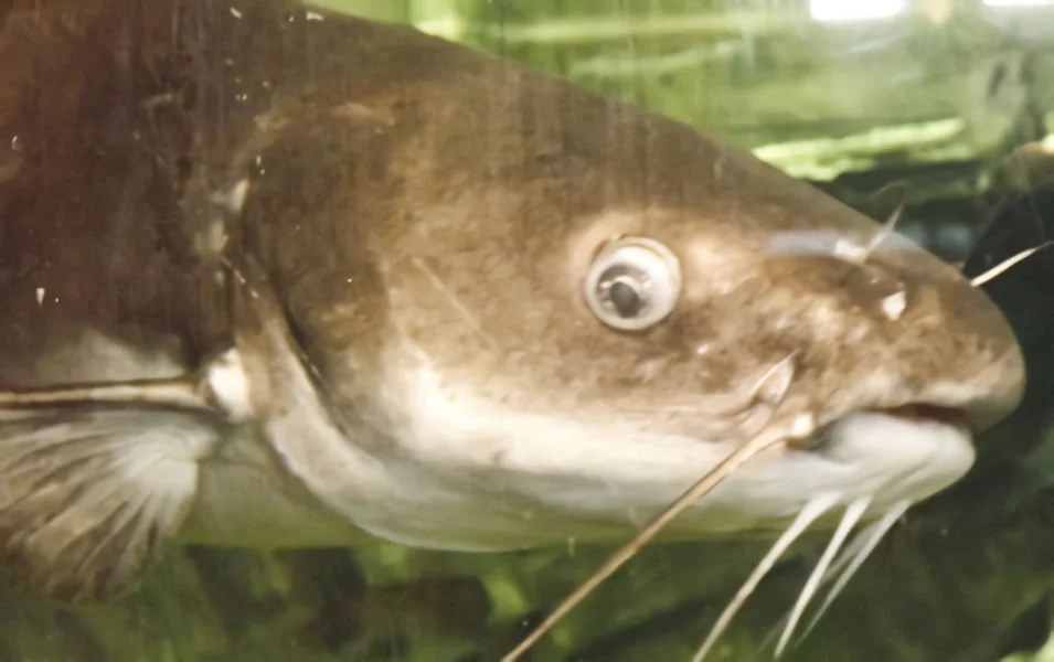 Fish 3 - No Date.jpg