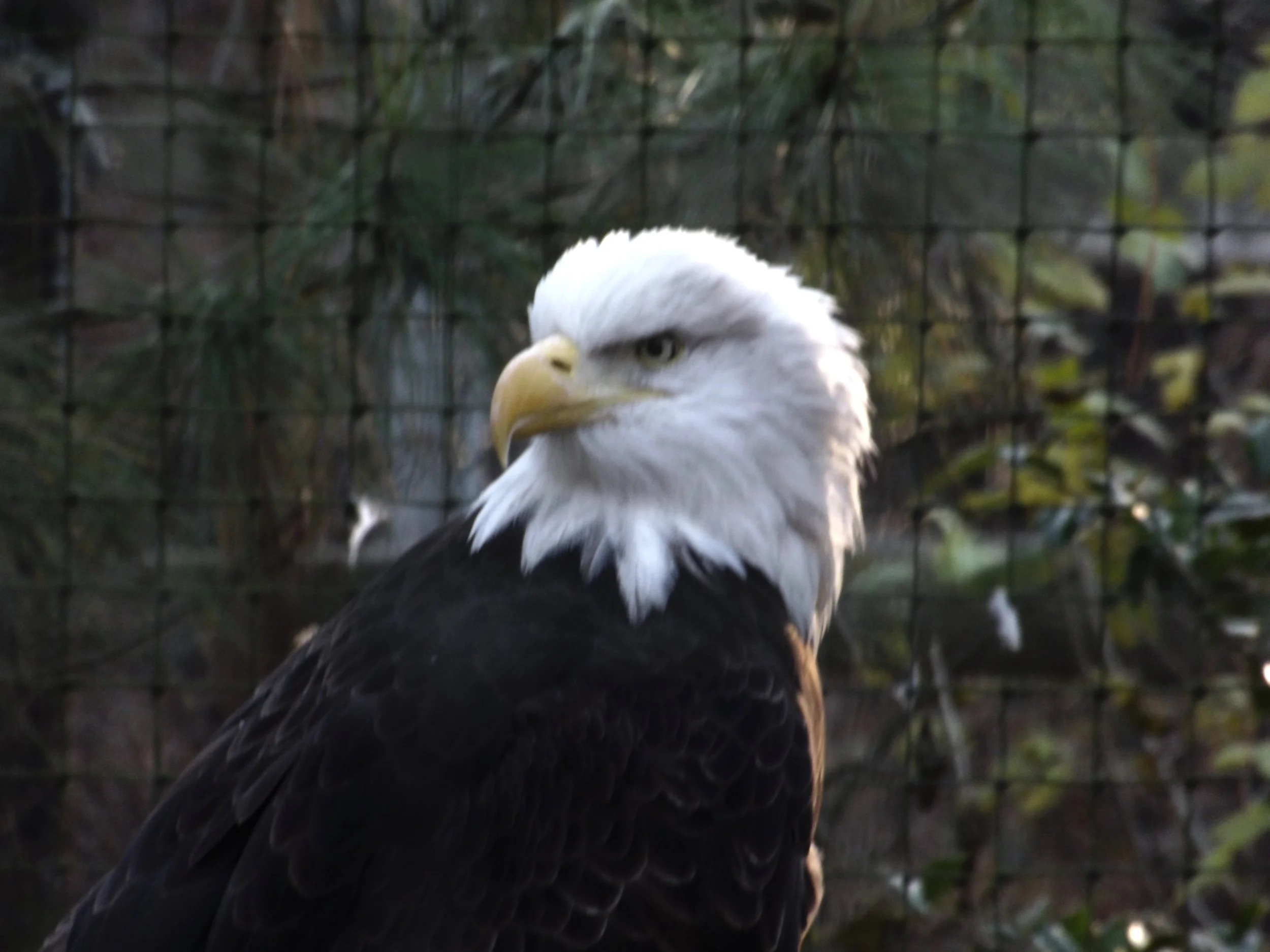 Eagle 2-2010.JPG