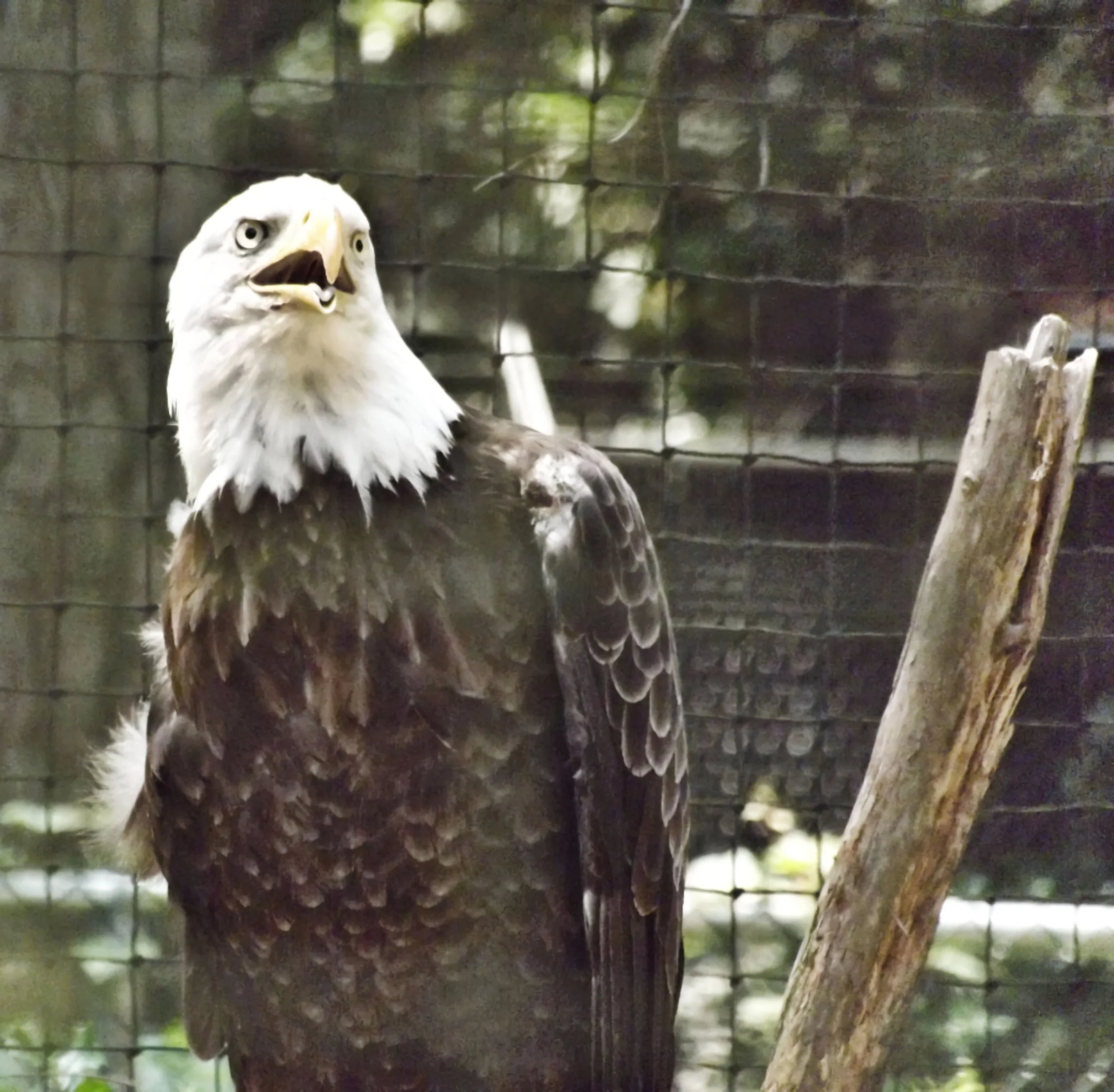 Eagle 3-2010.JPG
