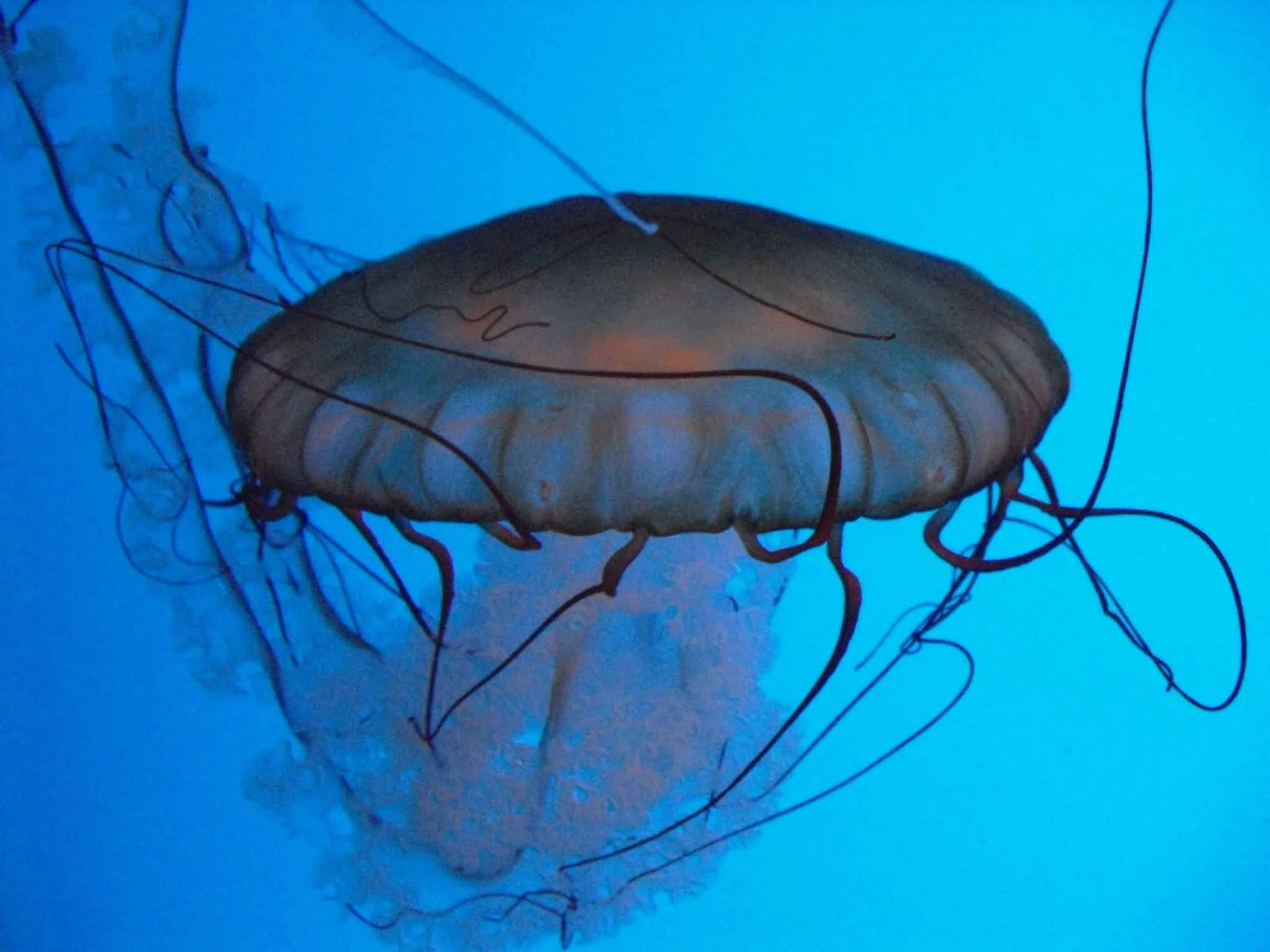 Jelly Fish 3-2010.jpg