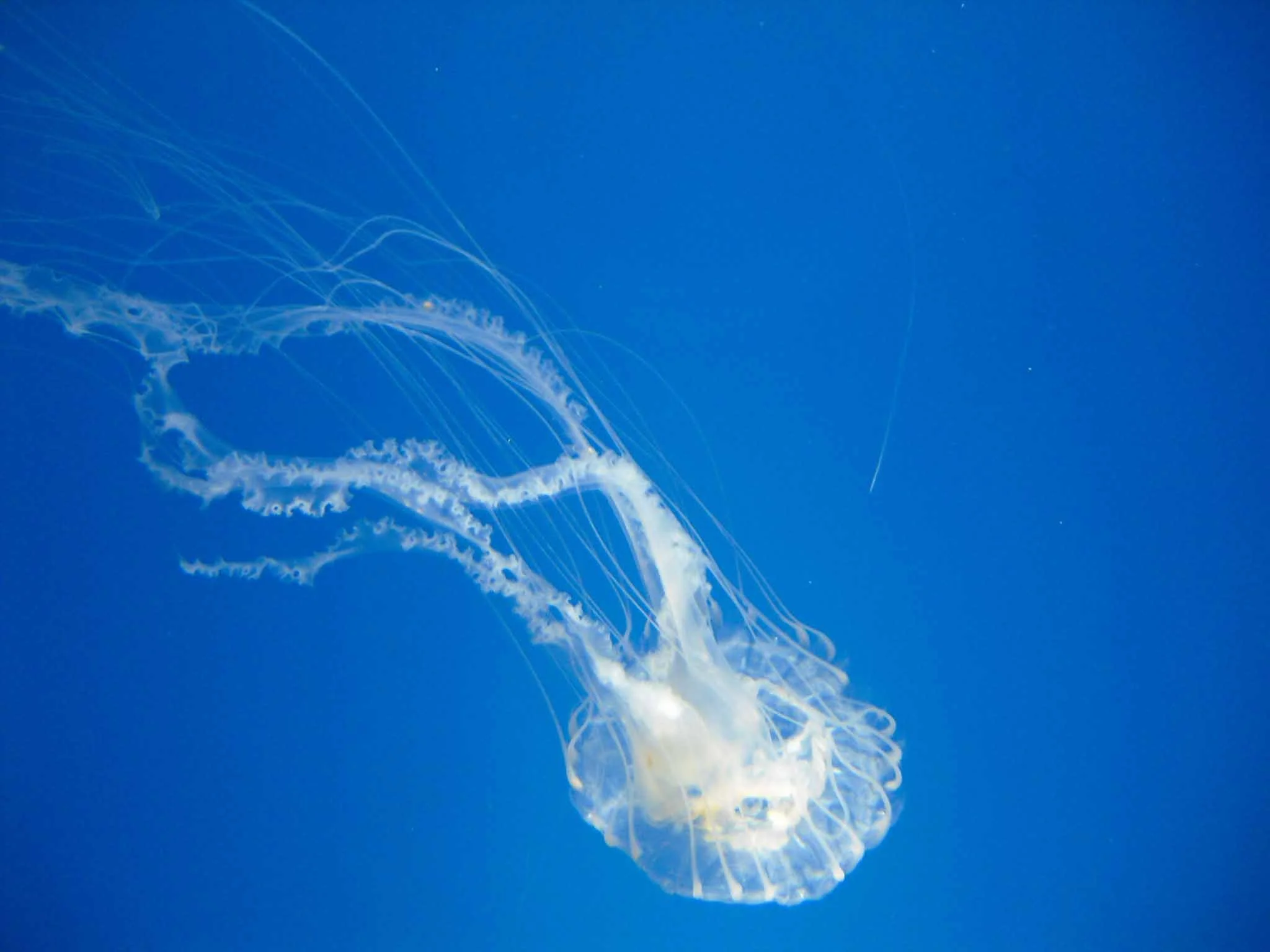 Jelly Fish 2-2010.jpg