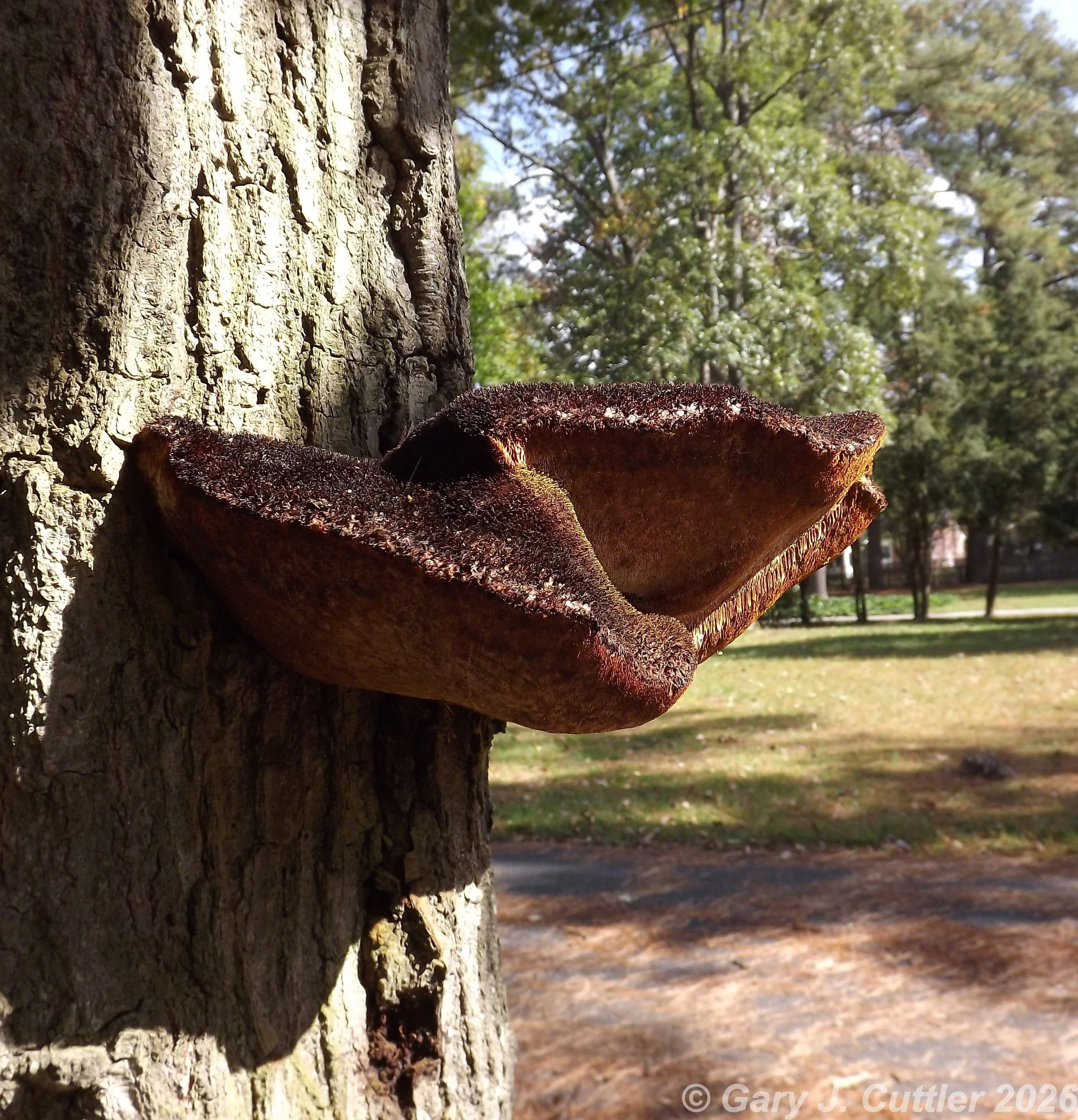 Mushroom 2 - date UNK.jpg