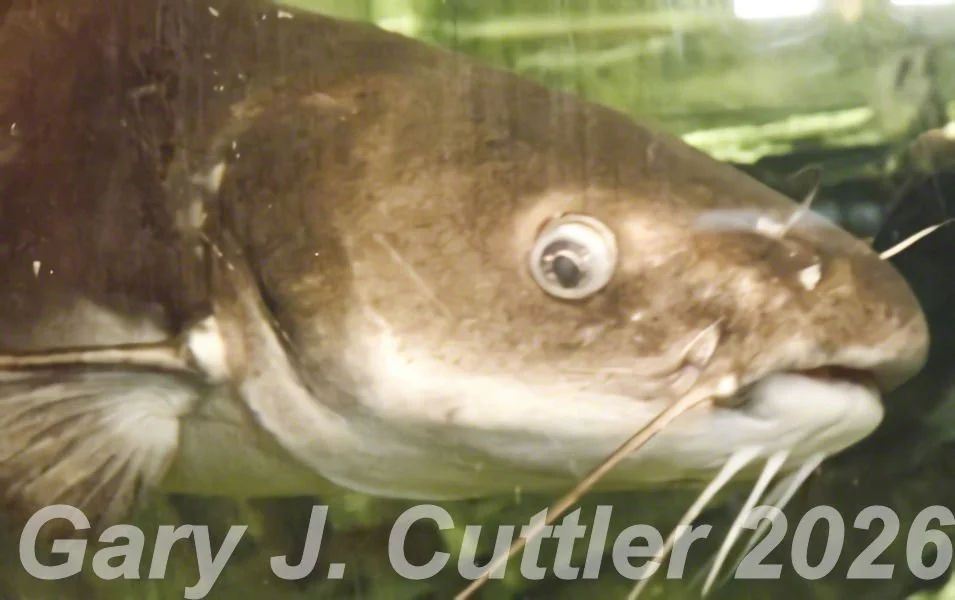 Carfish 3 - No Date.jpg