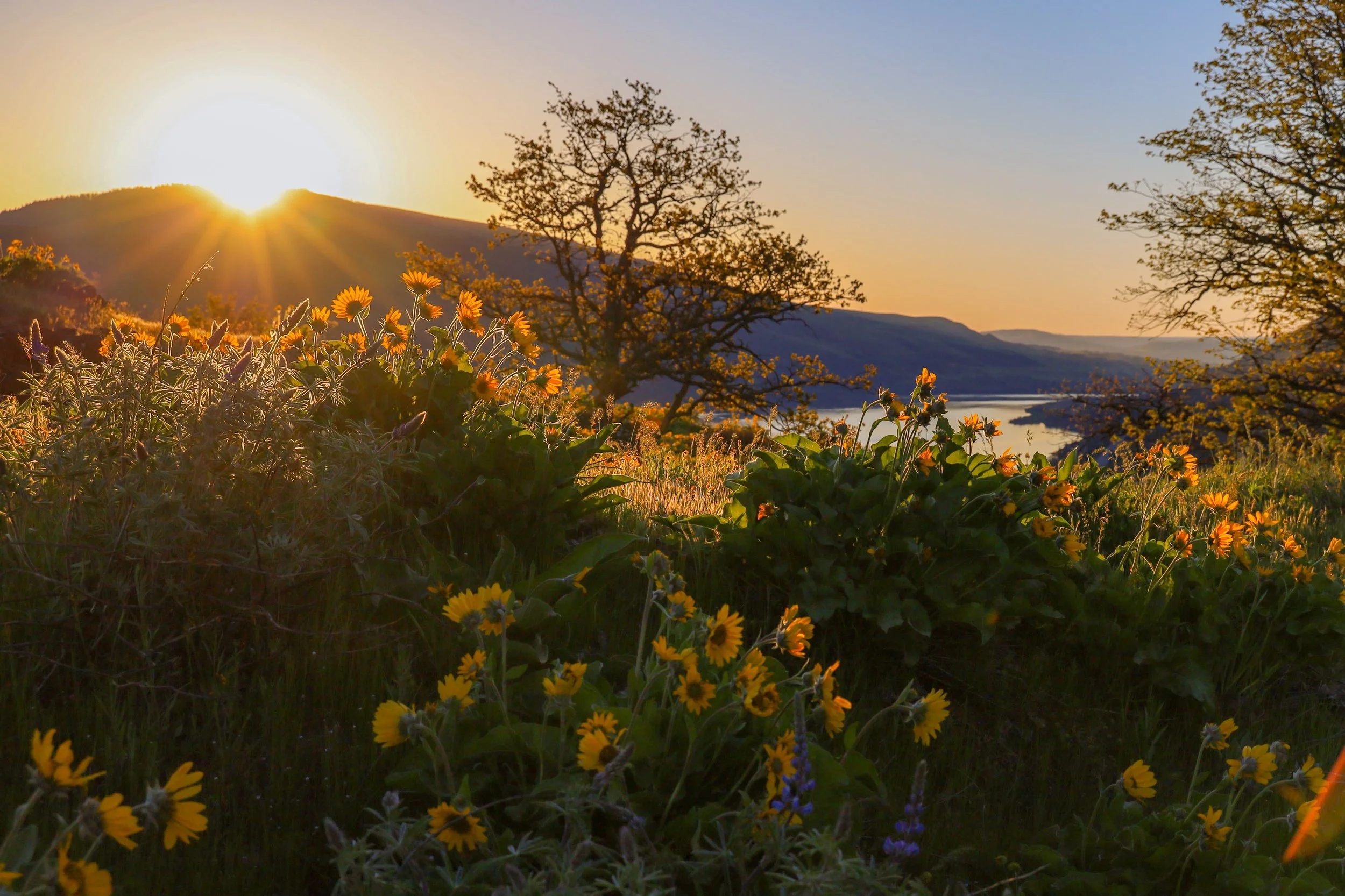 Sunset over a mountain landscape with a foreground of blooming yellow flowers and a tree silhouetted against the sky.
