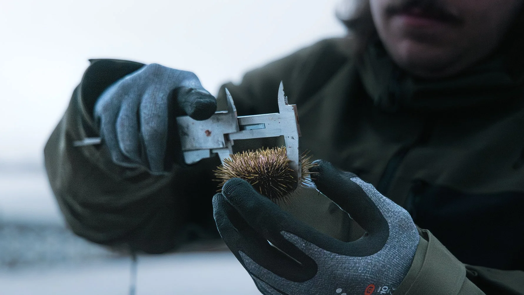 Rissa Citizen Science - Monitoring and controlling sea urchin population density, in order to limit its impact on local kelp forests in Tromsø, Norway.