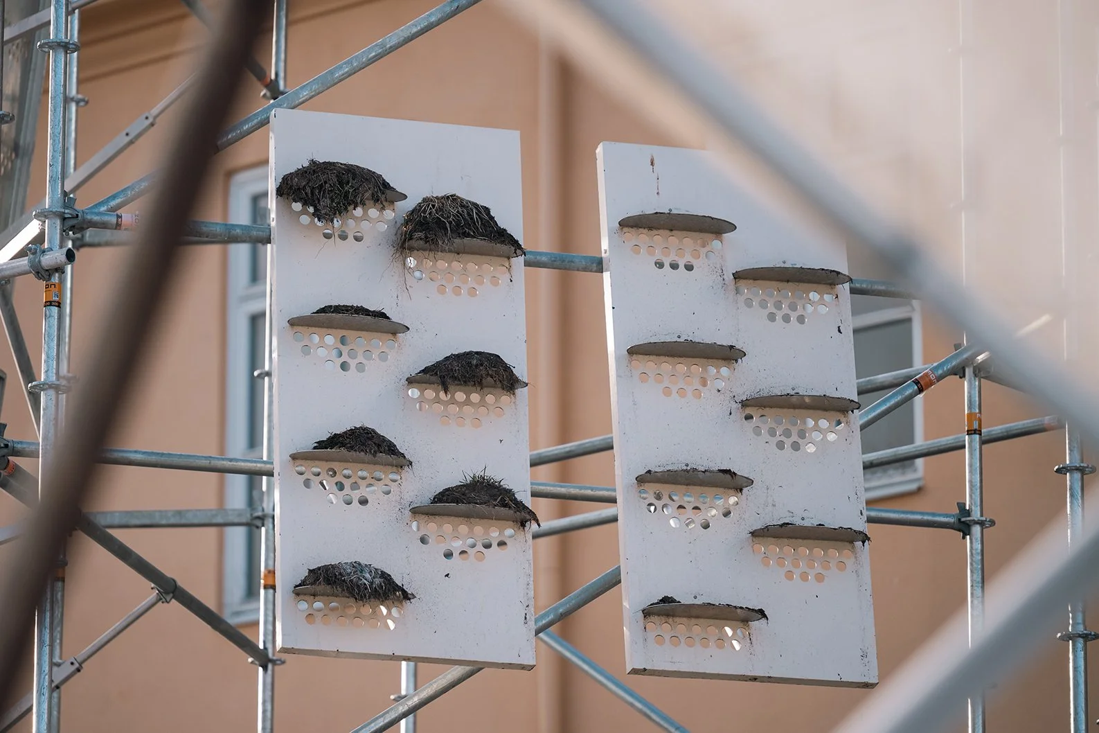 Rissa Citizen Science - Mitigating the impact of human-wildlife conflict on black-legged  kittiwakes by installing purpose-built nesting sites in Tromsø, Norway.