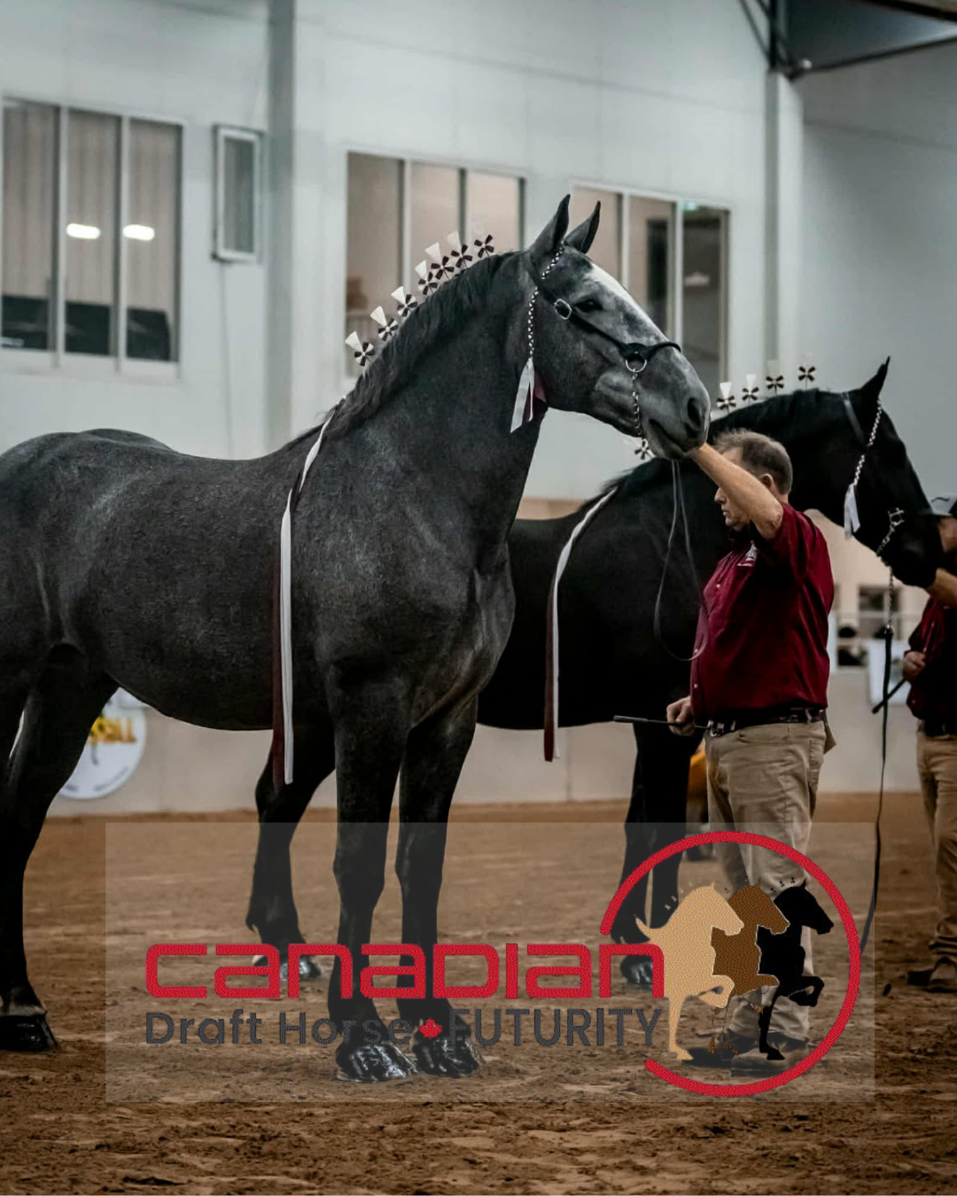 Canadian Draft Horse Futurity